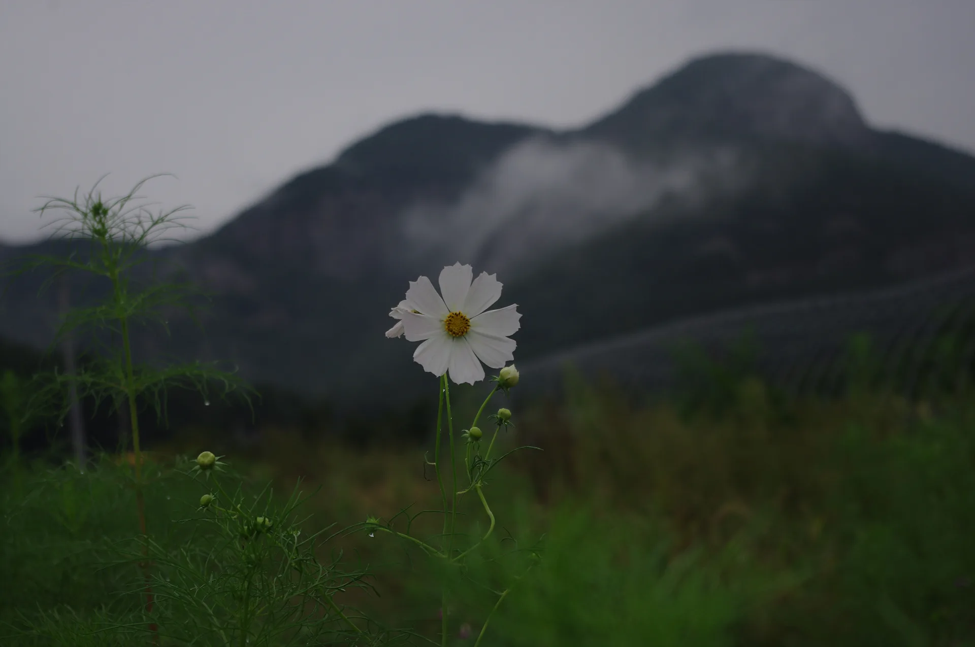 안개 낀 산자락 아래 피어난 순백의 코스모스 · 2011-09-11