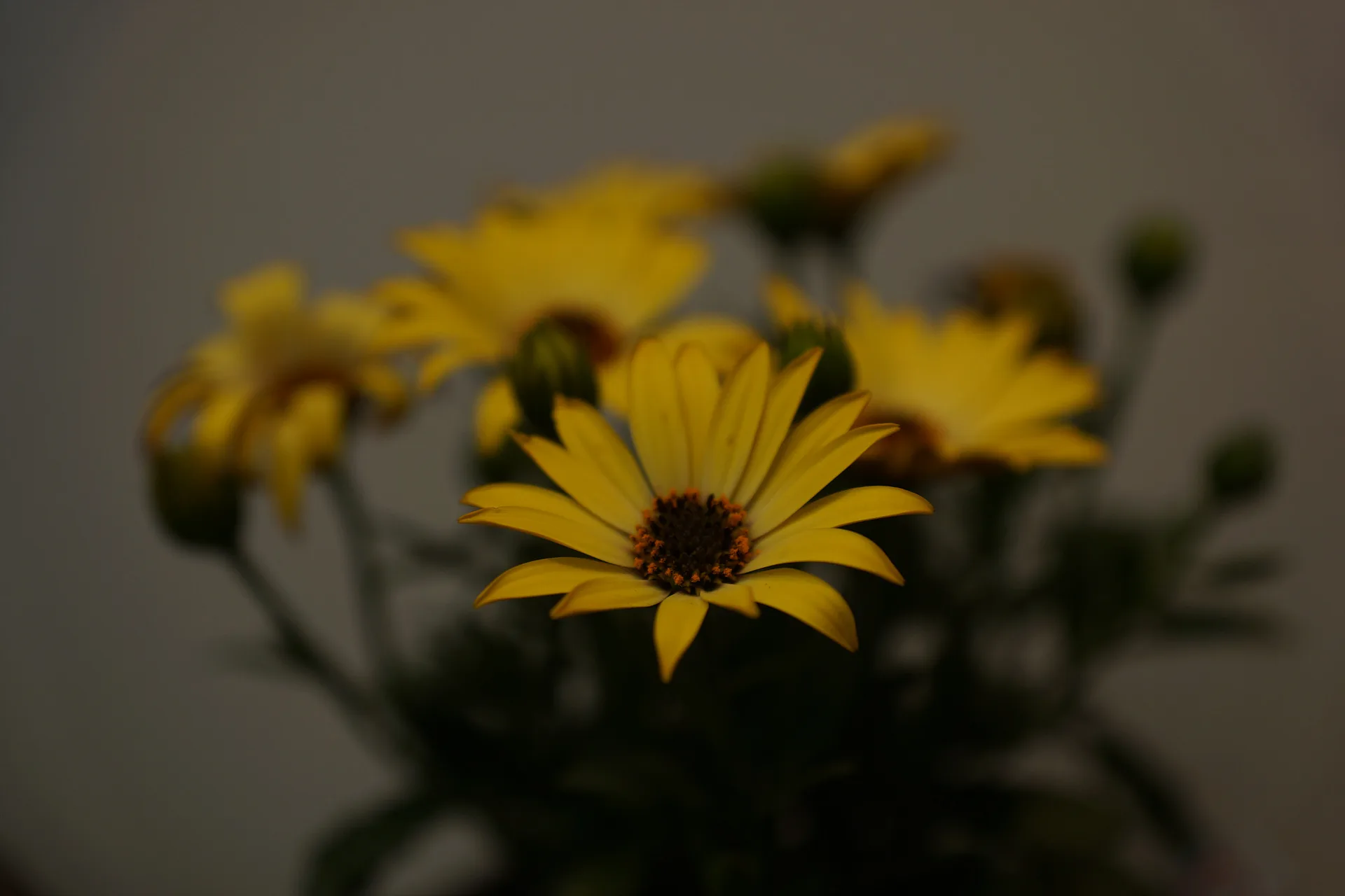 경기도 고양시의 따스한 봄을 담은 노란 꽃 · 고양시, 경기도, 대한민국 · 2012-05-01