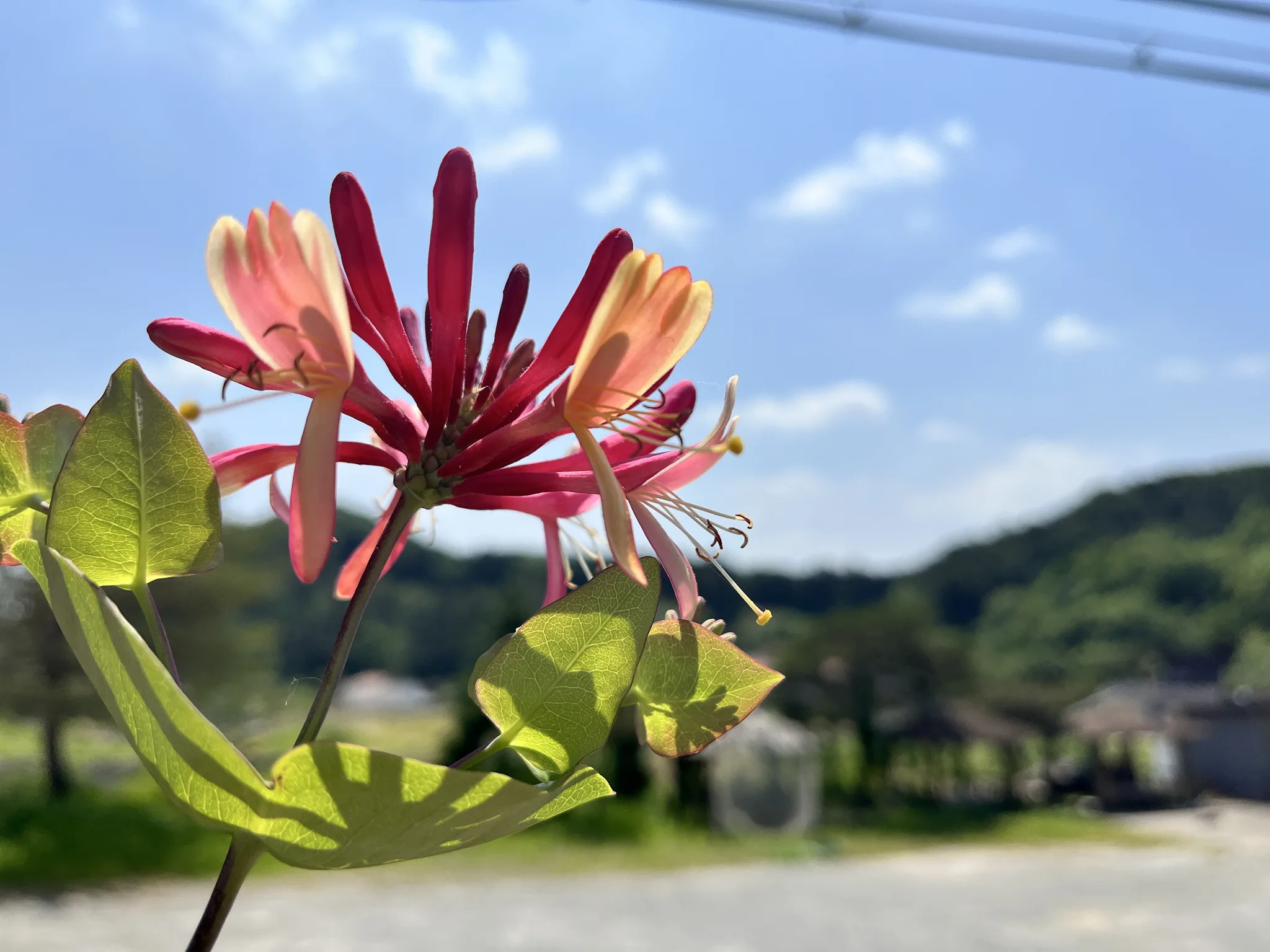 푸른 하늘 아래 붉게 피어난 5월의 꽃 · 경기도, 대한민국 · 2024-05-18