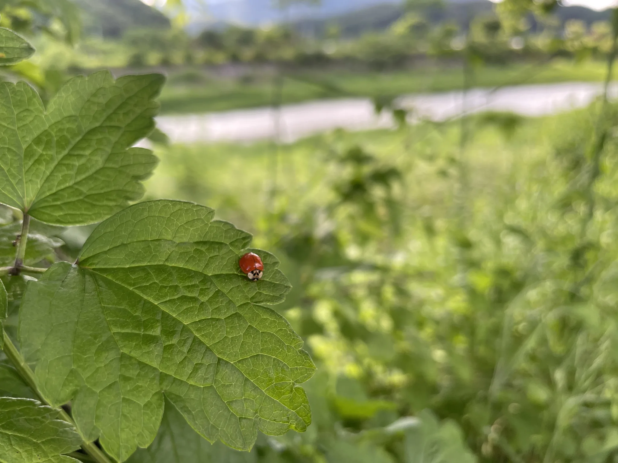 초록 잎 위 빨간 무당벌레의 늦봄 산책 · 경기도, 대한민국 · 2023-05-29