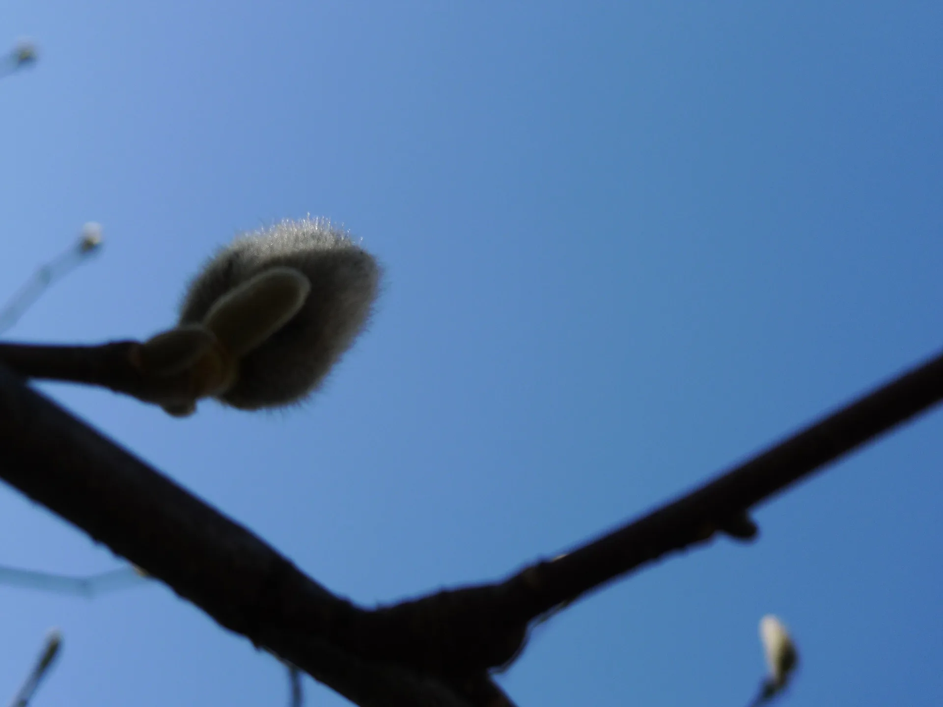 푸른 봄하늘 아래 돋아난 보드라운 버들강아지 · 2010-04-03
