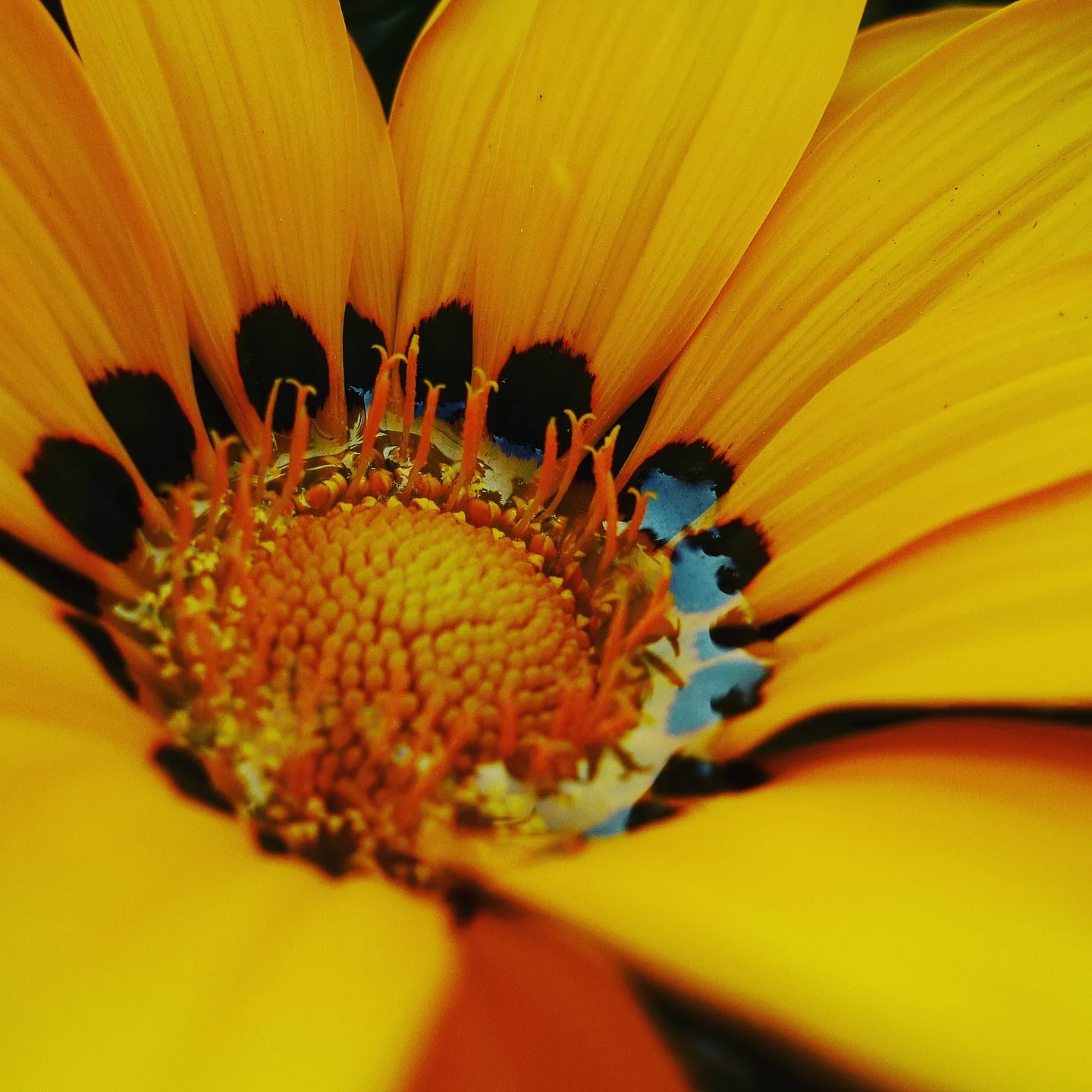 황금빛 꽃잎 속에 담긴 봄의 생명력 · 2010-05-09