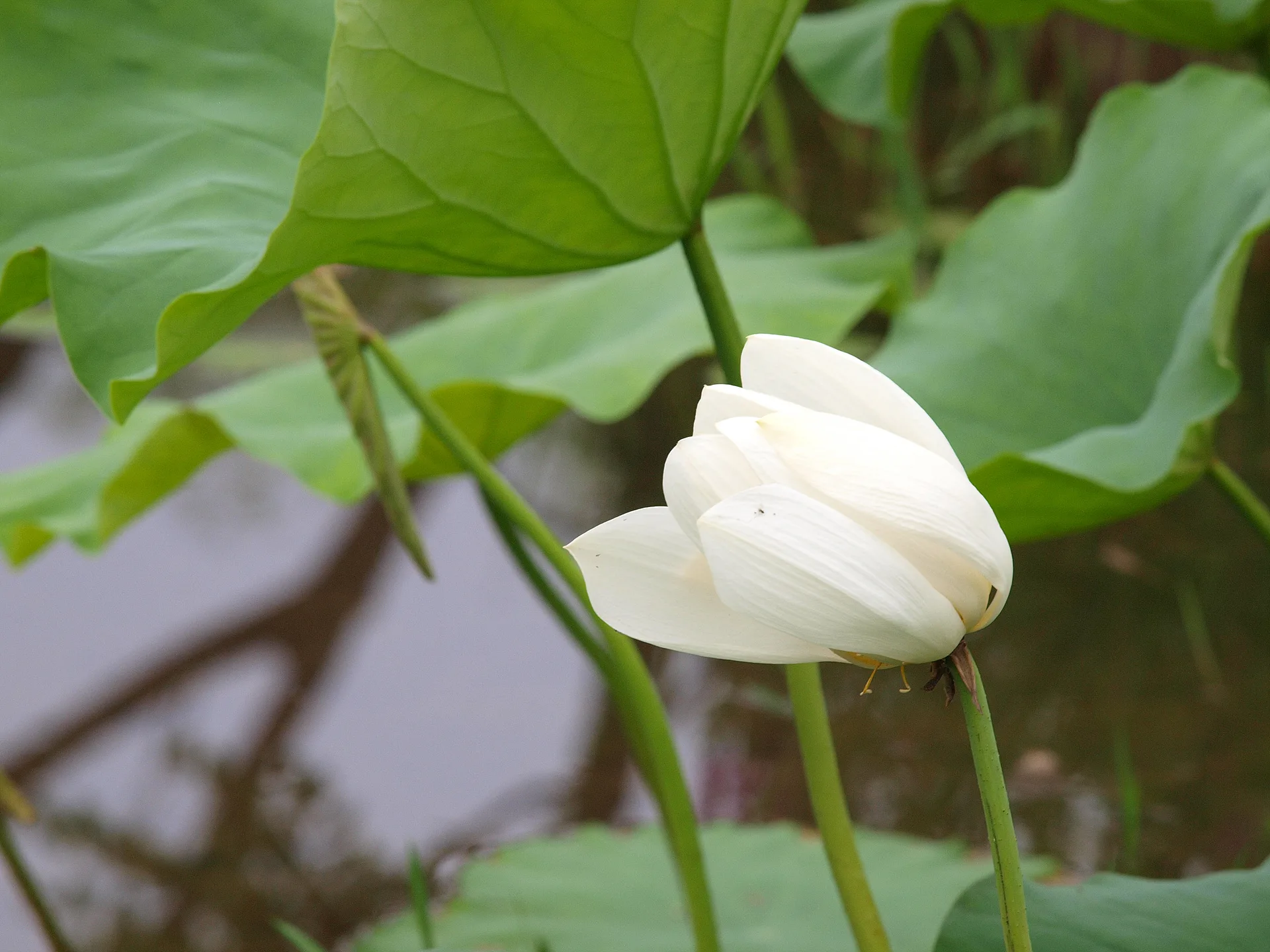 초록 잎 사이로 피어난 순백의 연꽃 · 2009-07-08