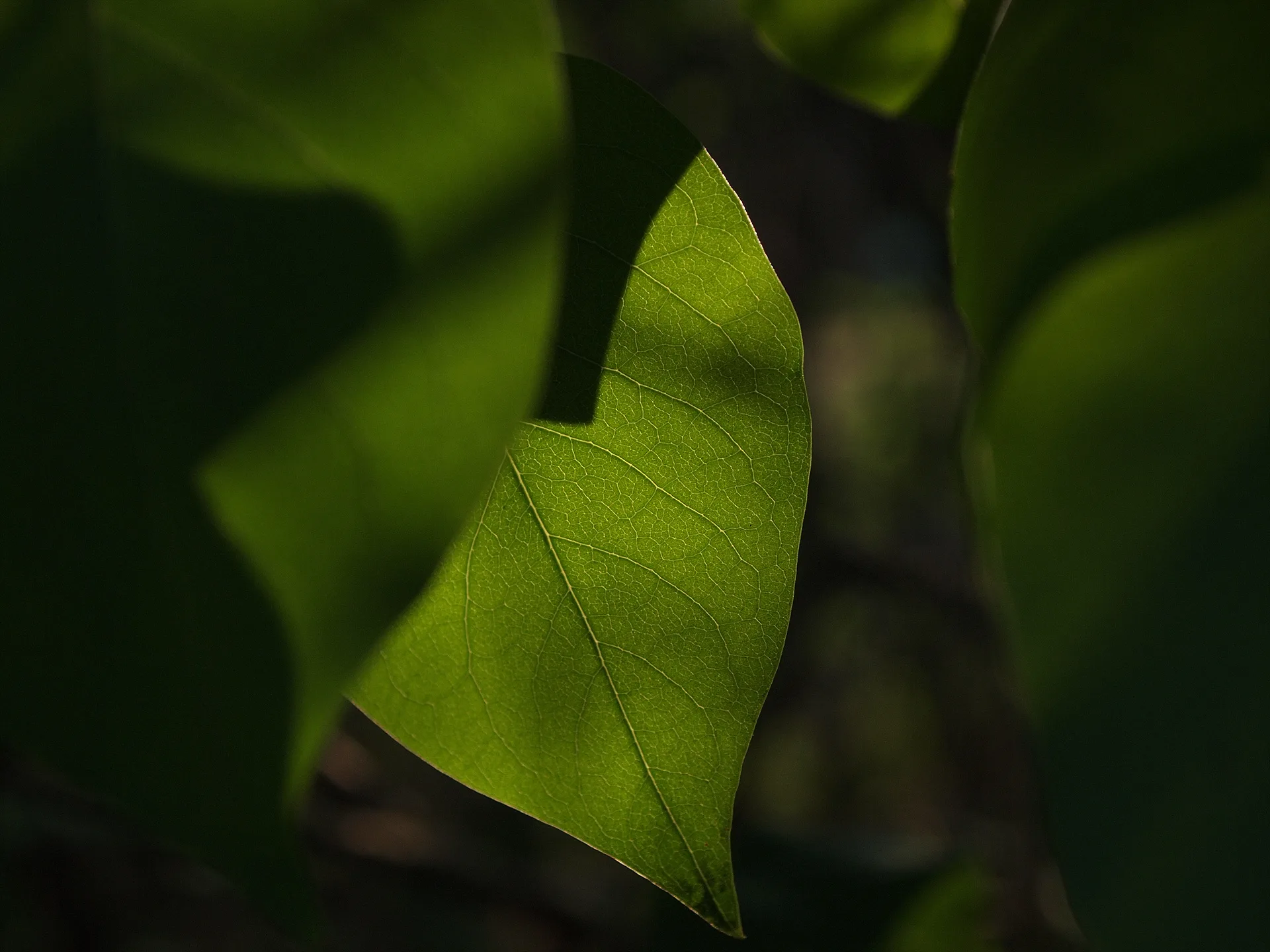 여름 햇살을 머금은 초록 잎사귀의 싱그러움 · 2009-07-21