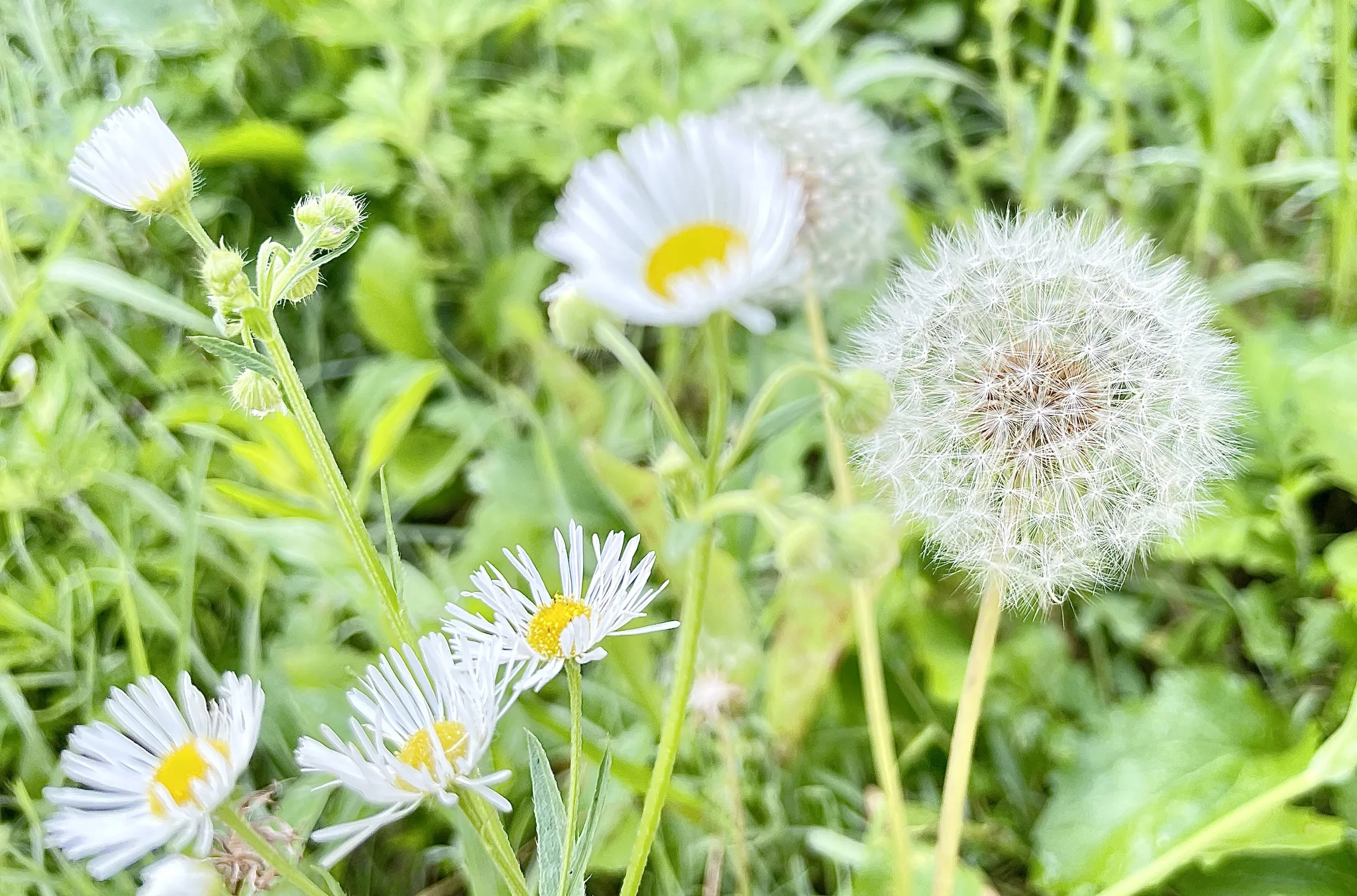 용인의 가을 햇살을 머금은 하얀 데이지와 민들레 홀씨 · 용인시, 경기도, 대한민국 · 2022-09-23