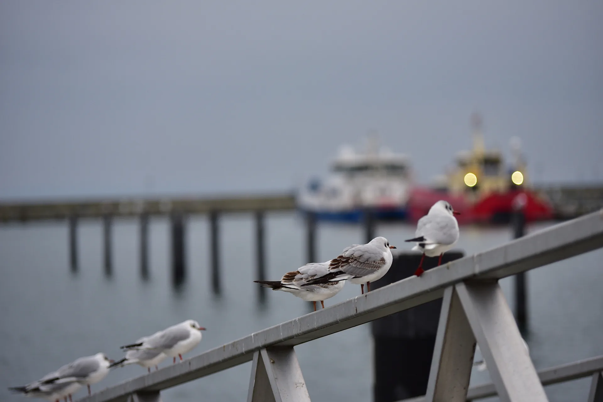 독일 자스니츠 항구의 겨울 갈매기들 · Stadthafen Sassnitz, Rügen, 자스니츠, 메클렌부르크-보르포메른, 독일 · 2018-01-20