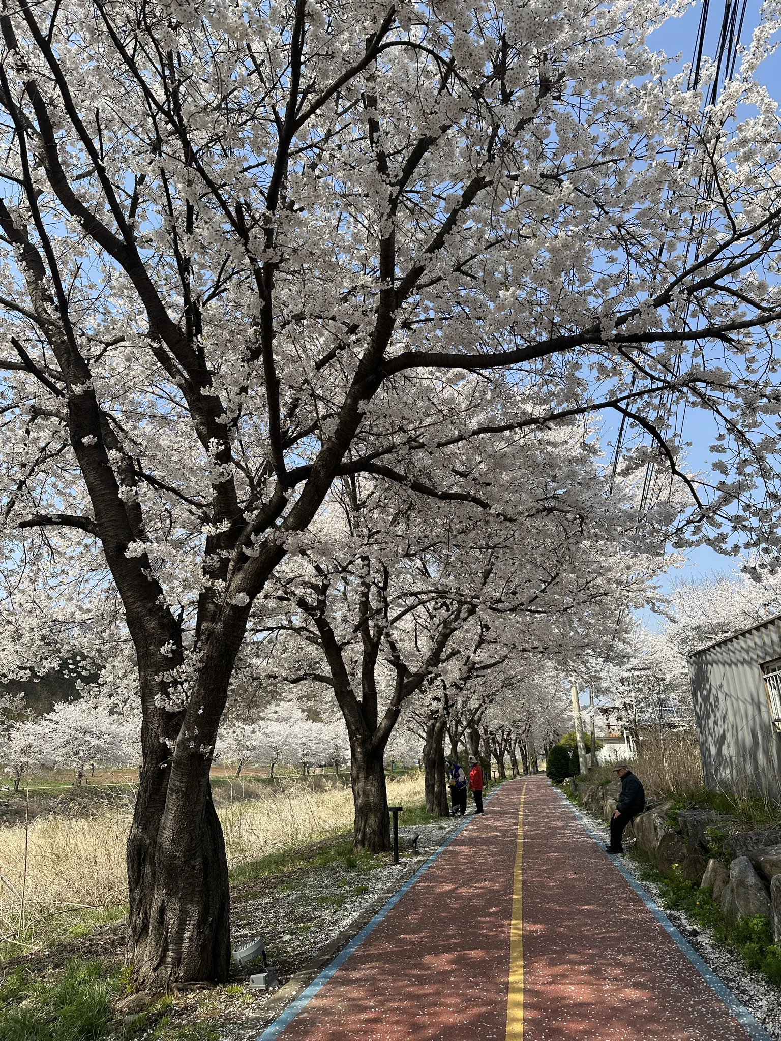 경기도의 봄, 벚꽃 터널이 펼쳐진 산책로 · 경기도, 대한민국 · 2026-04-11
