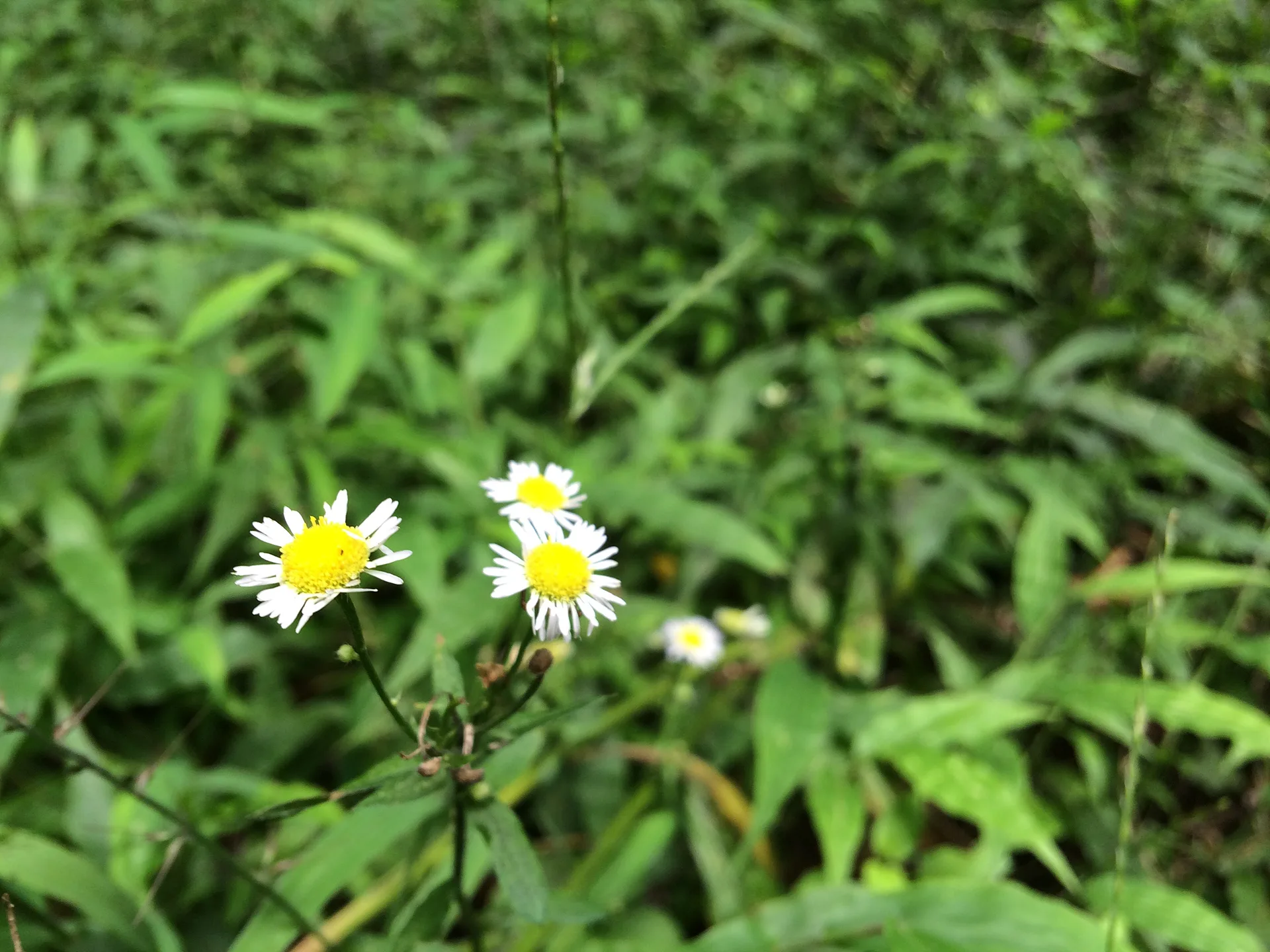 경기도 용인의 여름날, 싱그러운 들꽃 풍경 · 용인시, 경기도, 대한민국 · 2014-08-15