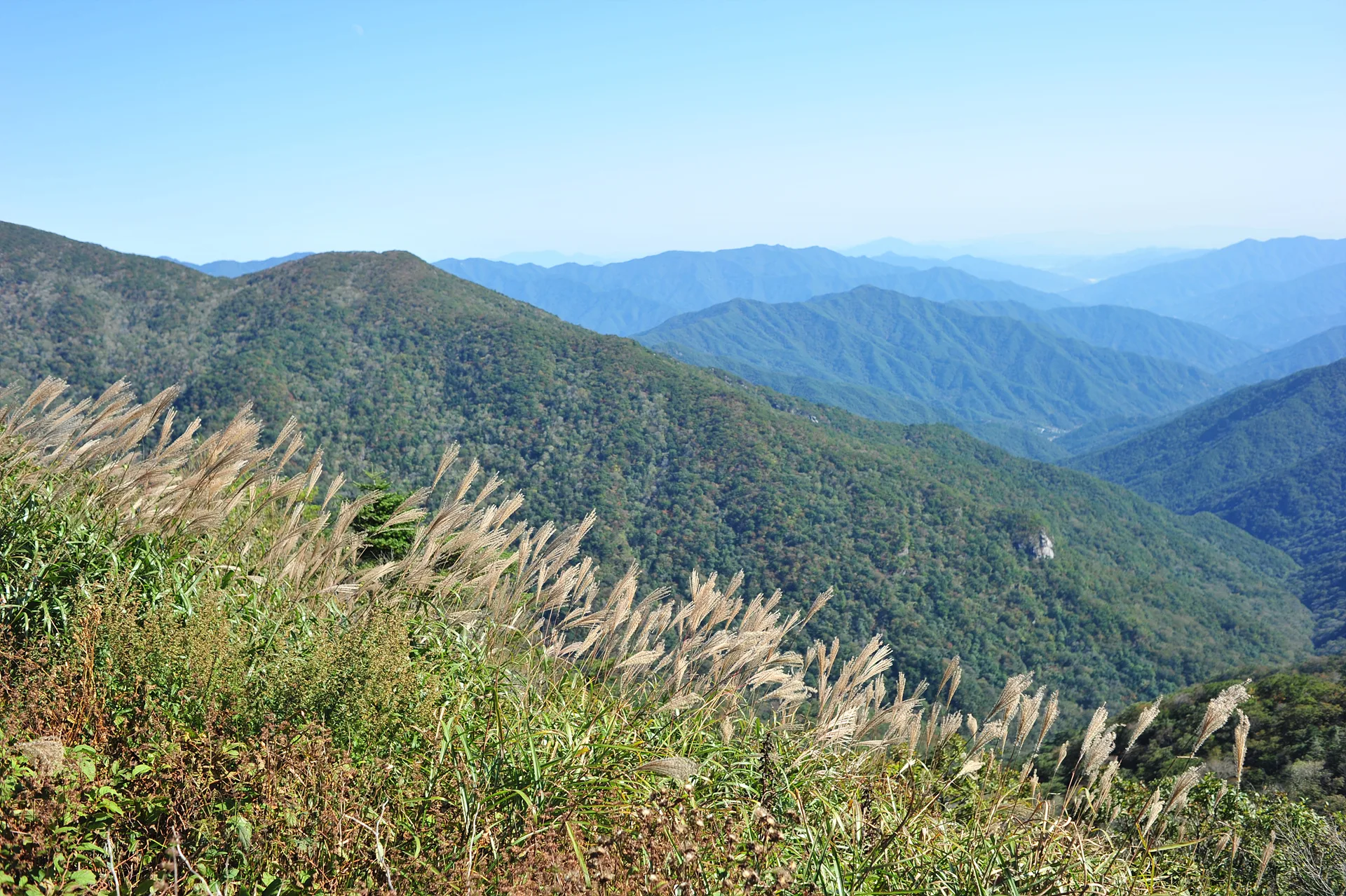 가을 바람에 물결치는 은빛 억새와 푸른 산맥 · 2013-10-12