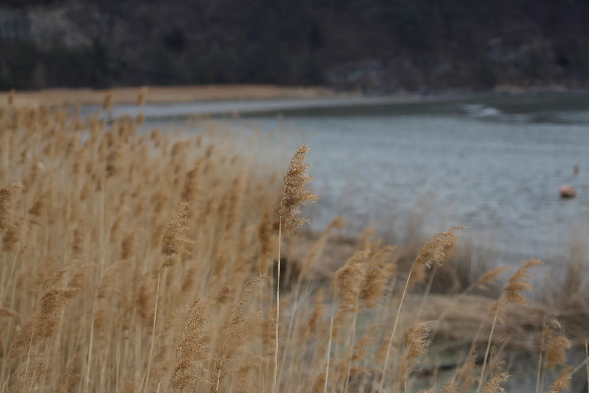 겨울 끝자락, 호숫가에 일렁이는 황금빛 갈대 · 2012-03-03