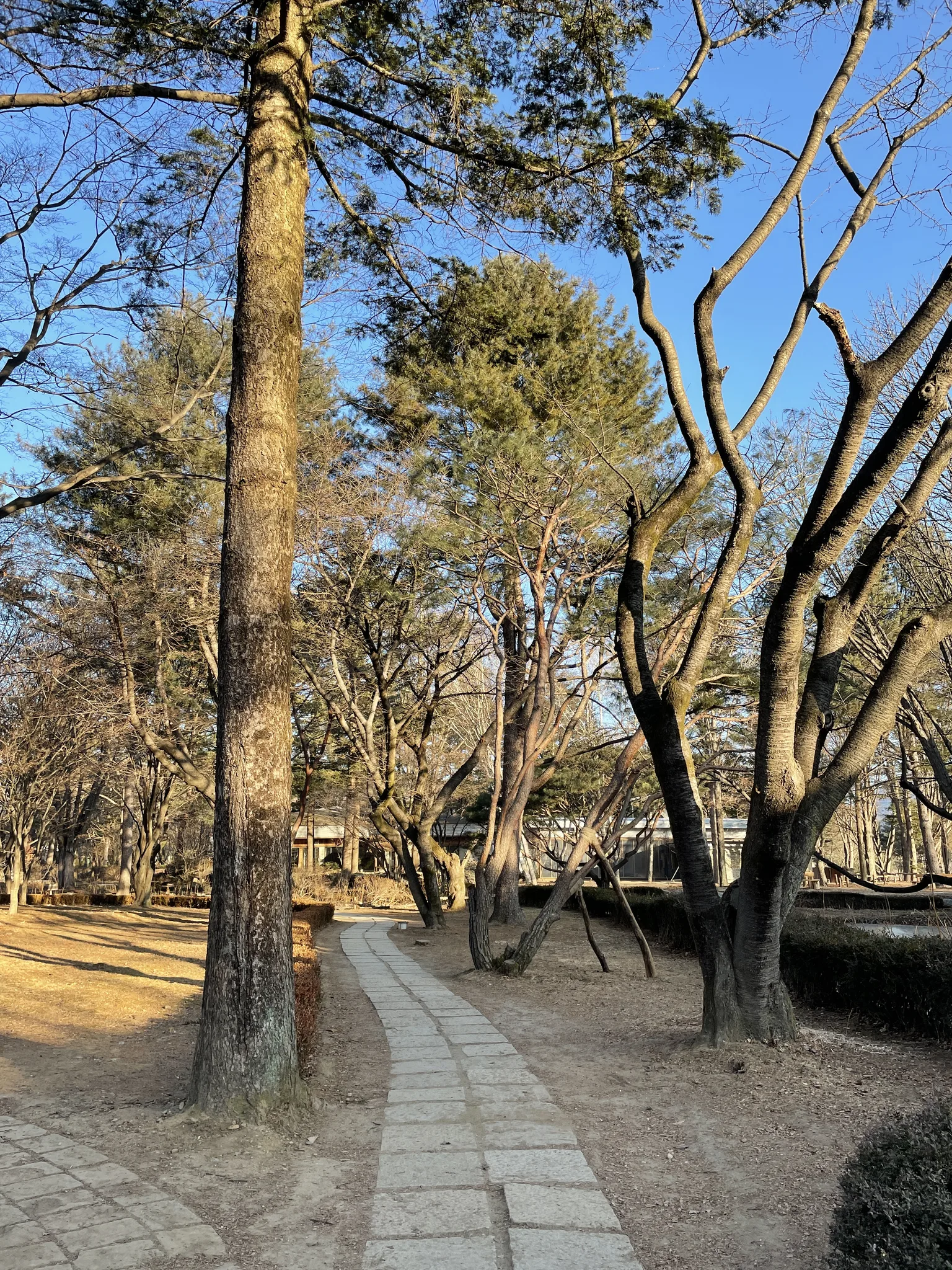 겨울 햇살이 머무는 춘천의 고요한 숲길 · 춘천시, 강원특별자치도, 대한민국 · 2022-01-01