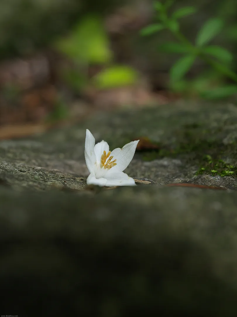 바위 위에 내려앉은 순백의 꽃잎 한 조각 · 2009-05-24
