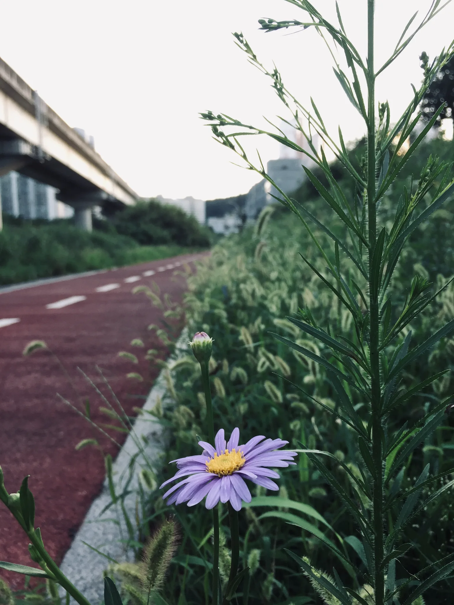 여름날 산책로에 핀 보랏빛 들꽃의 여유 · 2019-08-10