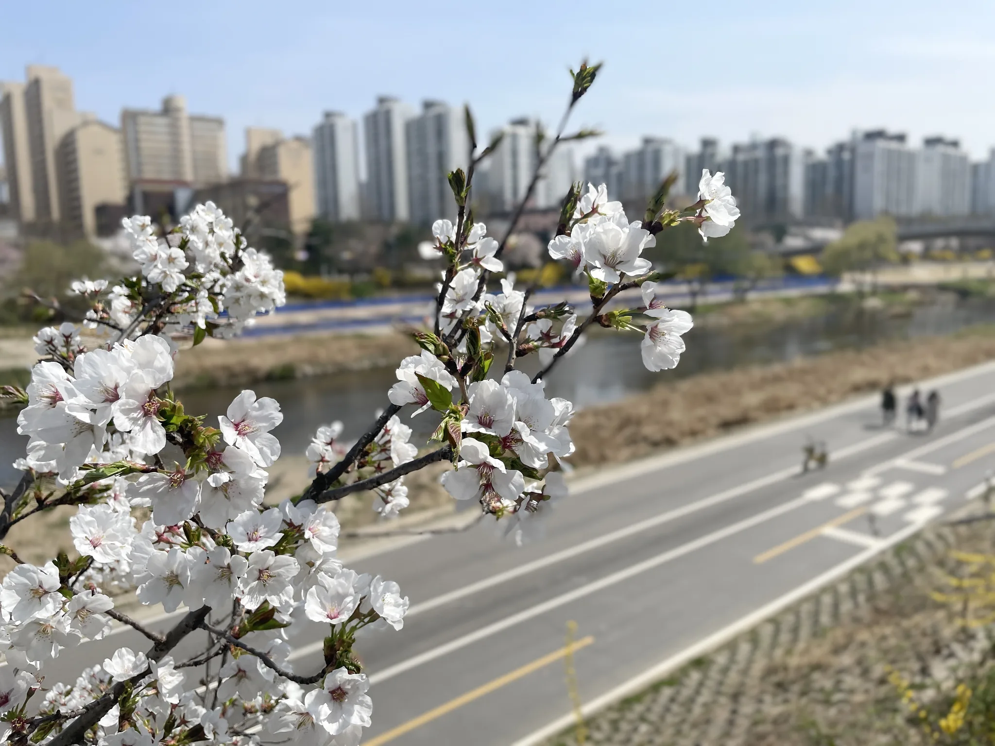 성남의 봄을 알리는 화사한 벚꽃 풍경 · 성남시, 경기도, 대한민국 · 2023-03-30