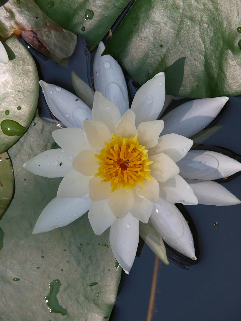 물 위에 핀 순백의 수련과 싱그러운 잎사귀 · 2009-07-16