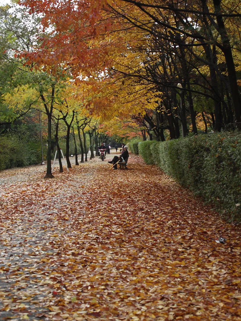 낙엽이 흩뿌려진 낭만적인 가을 산책로 · 2009-11-08