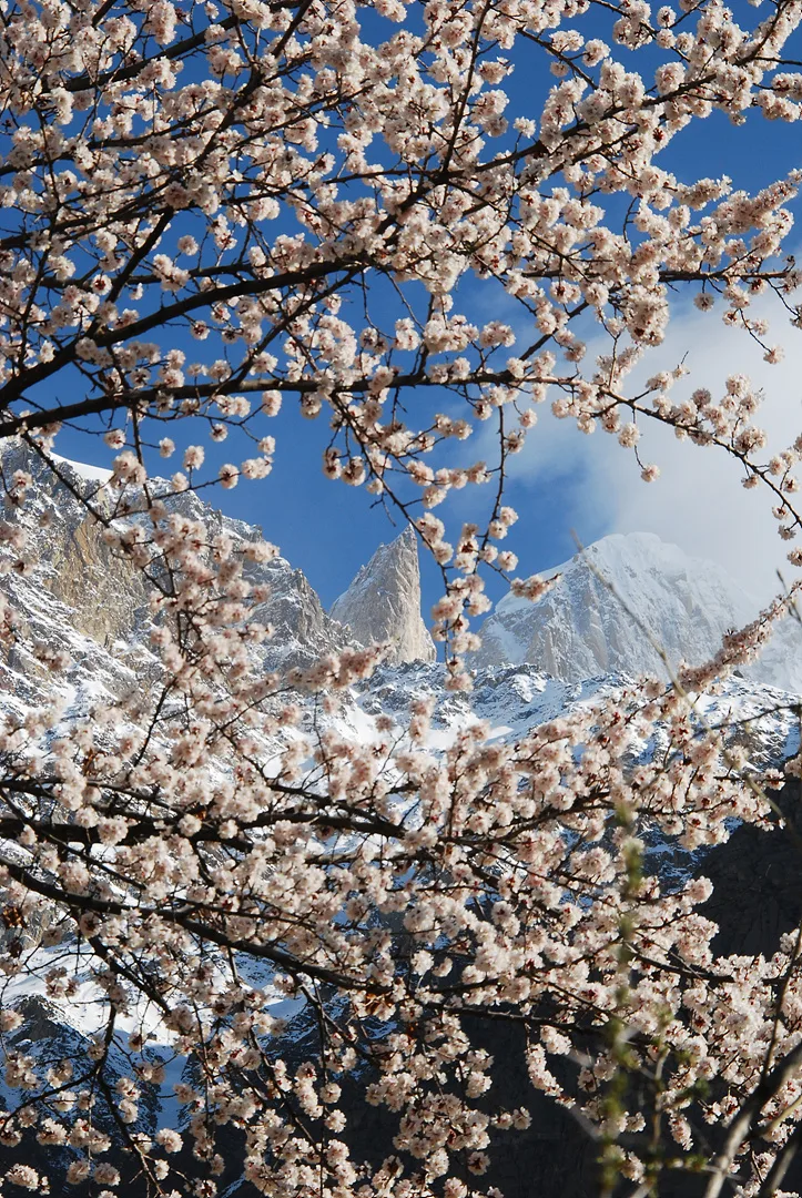 설산의 웅장함과 어우러진 봄꽃의 조화 · 인도 · 2009-04-18
