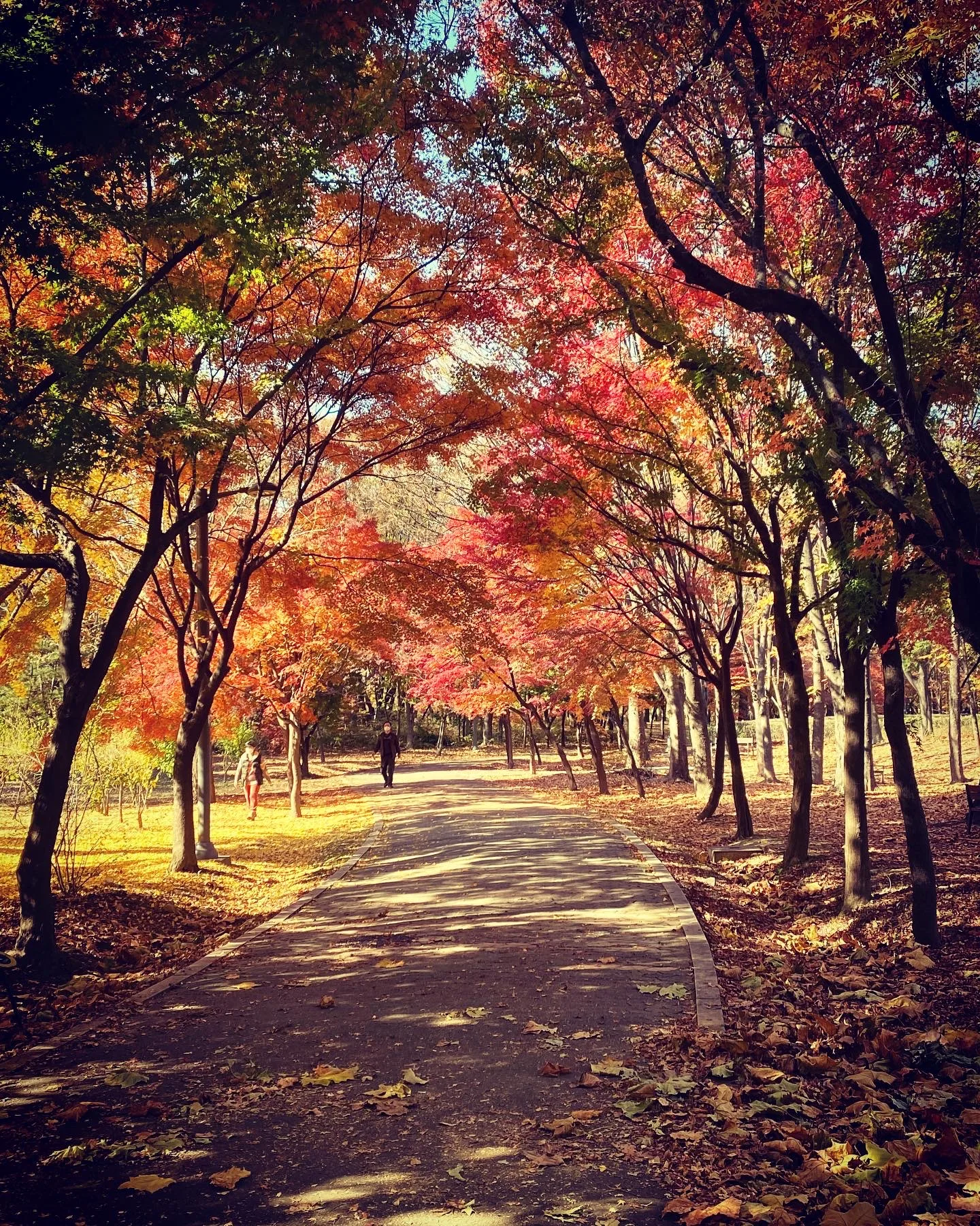 붉게 물든 단풍 터널 아래 가을 산책로 · 2020-11-10