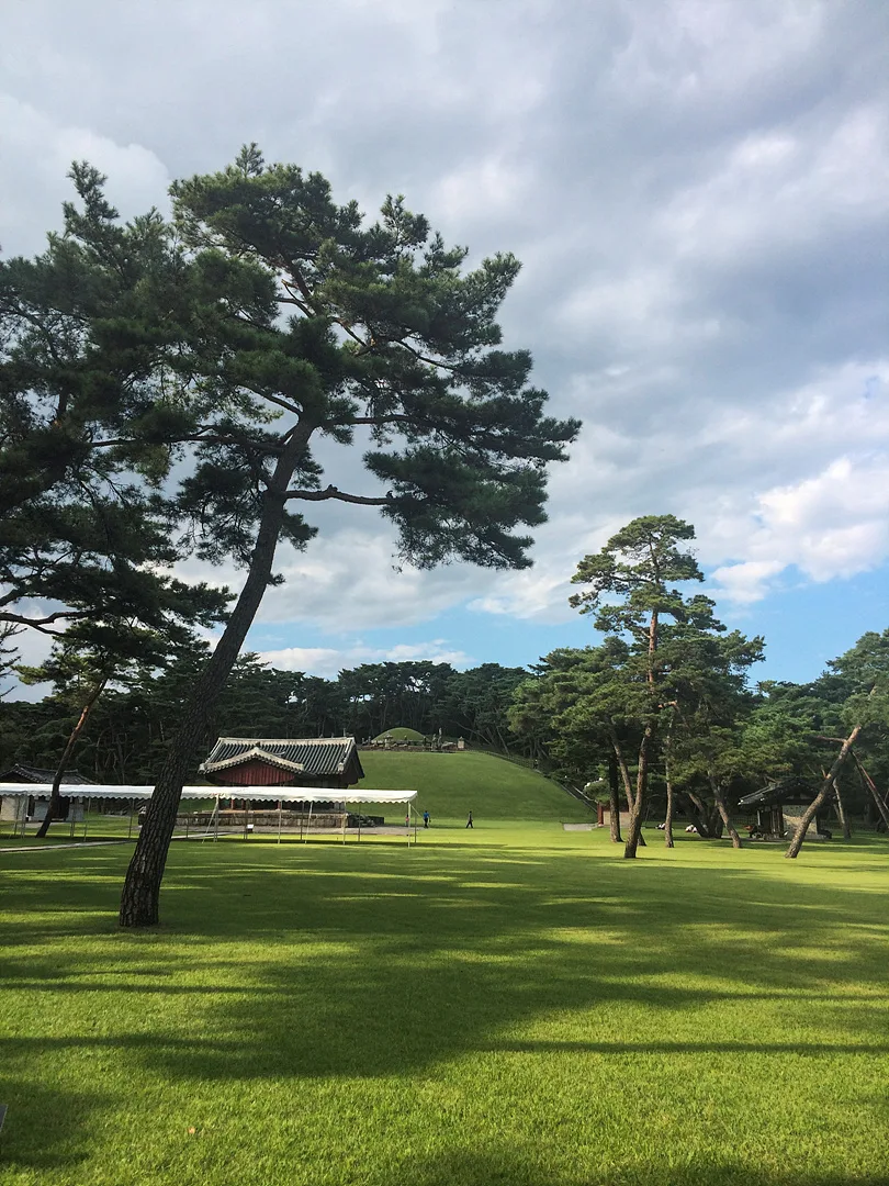 여주의 푸른 잔디와 고즈넉한 소나무 풍경 · 여주시, 경기도, 대한민국 · 2014-09-13