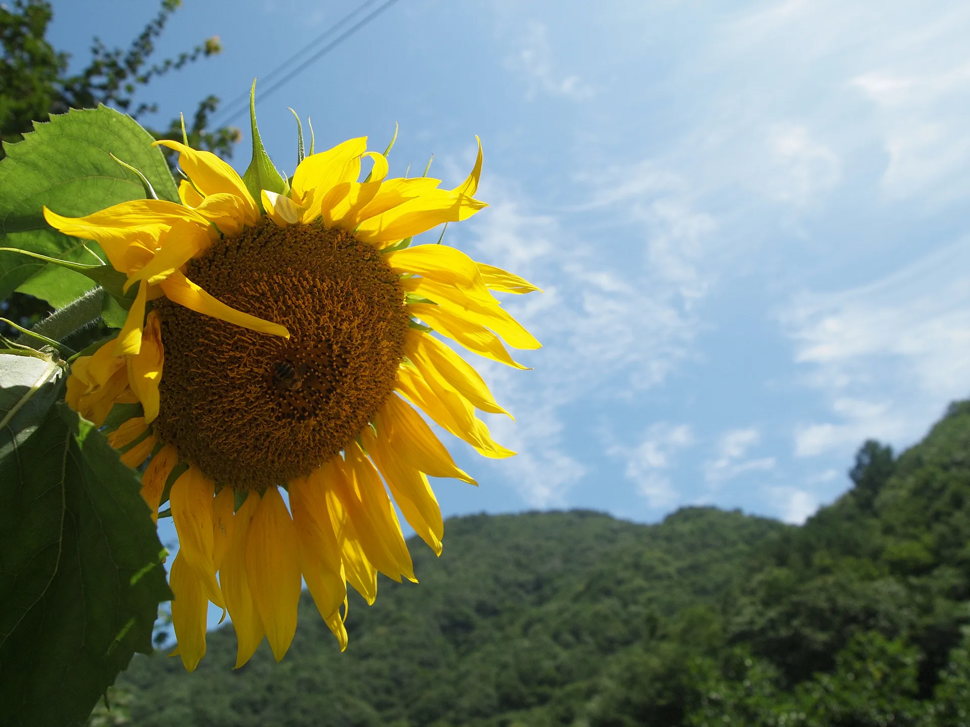 푸른 여름 하늘 아래 활짝 핀 해바라기 · 2009-07-22