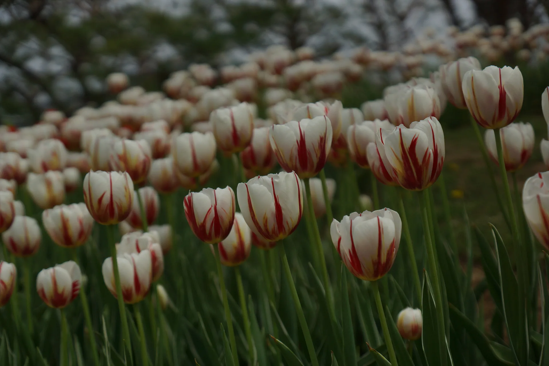 경기도 고양시의 봄을 알리는 붉은 줄무늬 튤립 · 고양시, 경기도, 대한민국 · 2012-05-01