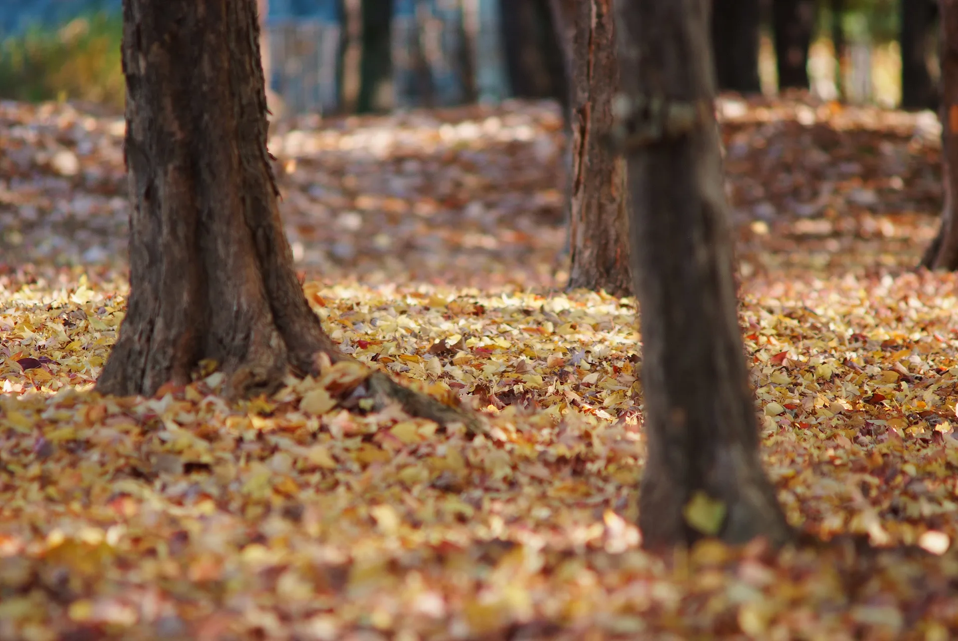 가을 햇살 머금은 황금빛 낙엽 숲길 · 2011-11-05