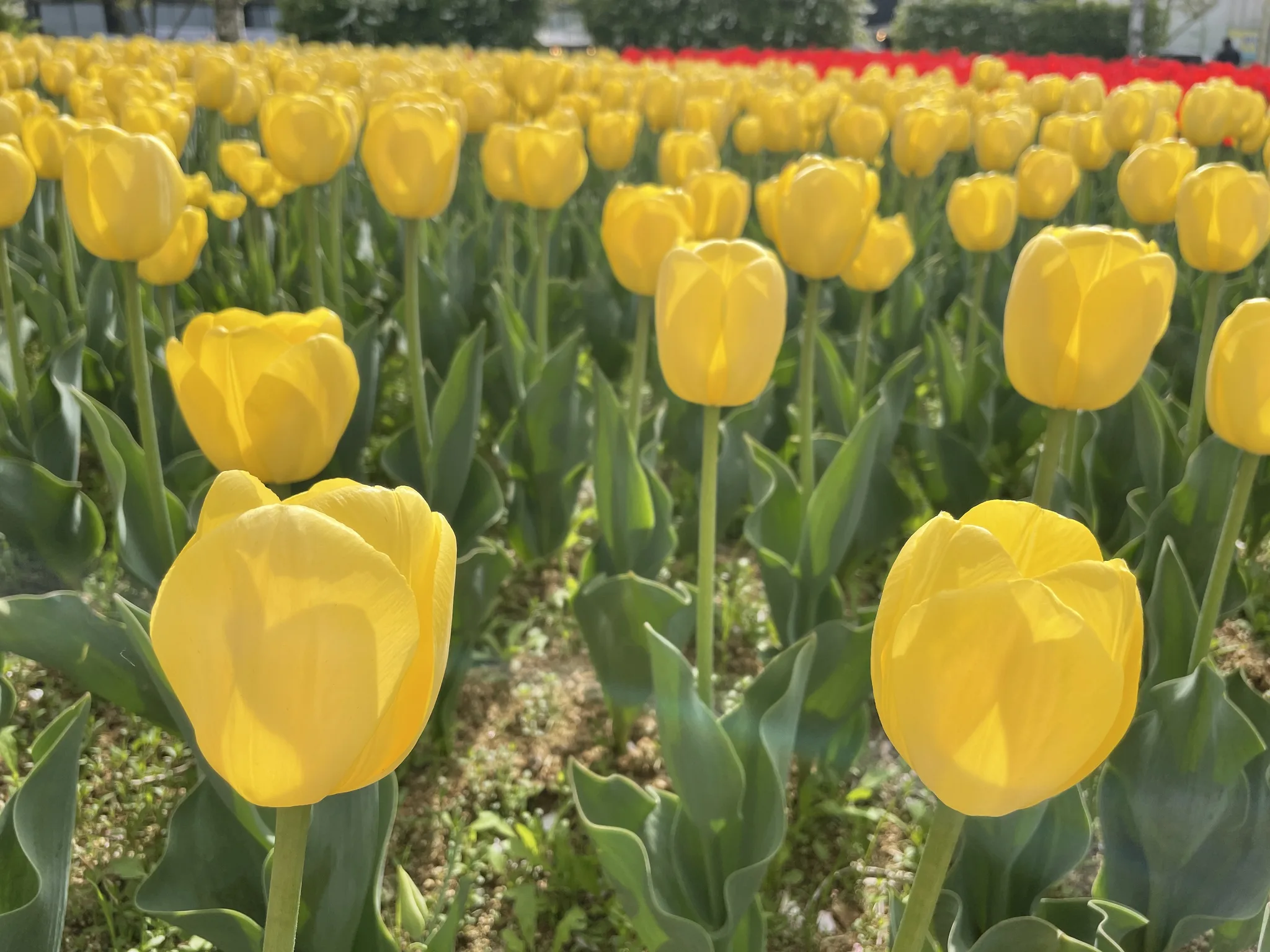 안성 남사당전수관의 화사한 노란 튤립 물결 · 남사당전수관, 안성시, 경기도, 대한민국 · 2022-04-23