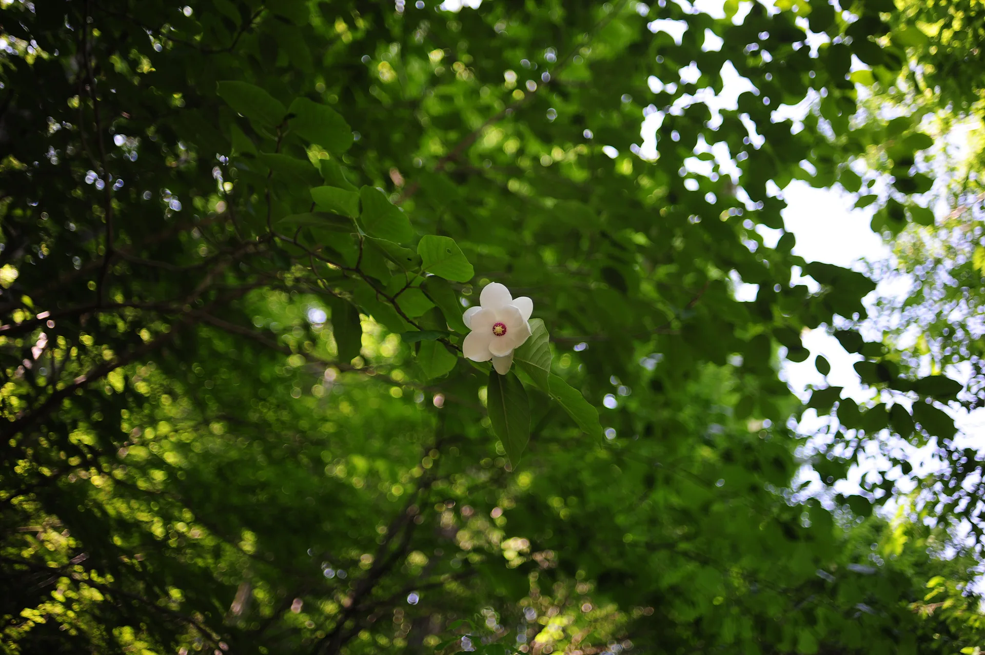 초록 잎사귀 사이 수줍게 핀 하얀 꽃 한 송이 · 남원시, 전북특별자치도, 대한민국 · 2014-05-31