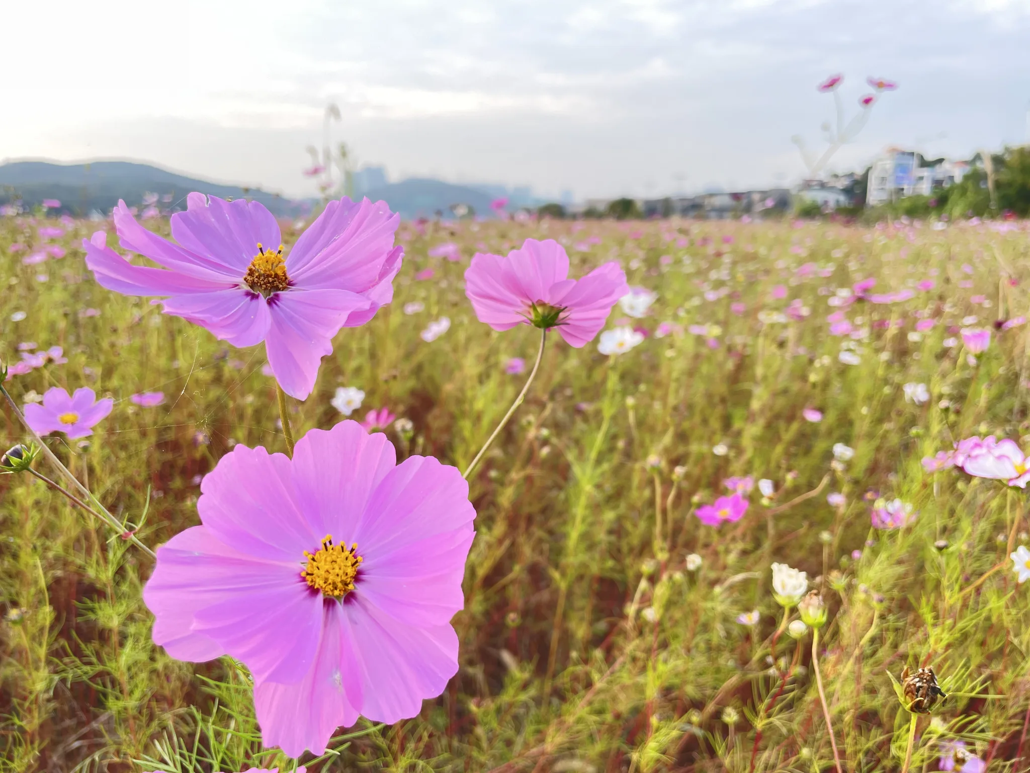 용인의 가을을 물들인 분홍빛 코스모스 물결 · 용인시, 경기도, 대한민국 · 2022-10-15