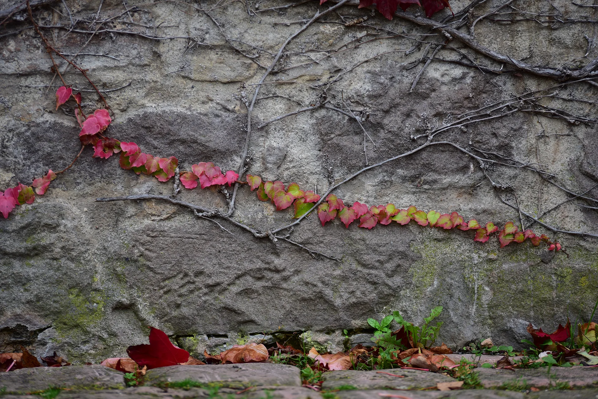 회색 돌담을 수놓은 붉은 담쟁이덩굴의 가을 · Naturpark Hessischer Spessart, Jossgrund, 헤세, 독일 · 2017-10-13