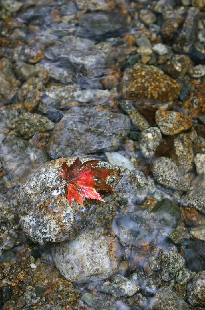 맑은 시냇물 위 붉게 물든 단풍잎 한 장 · 2005-09-25