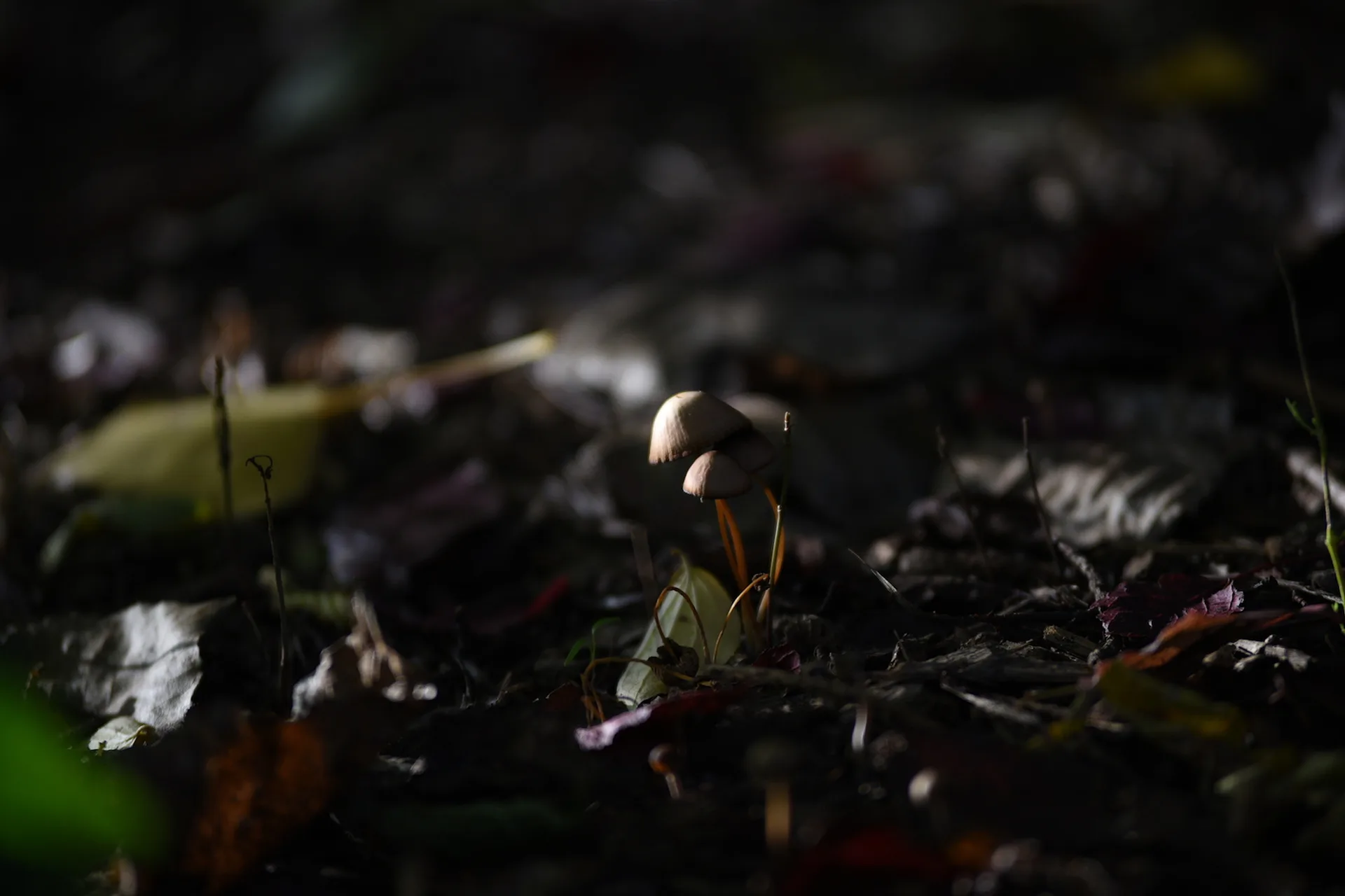 베를린 펜프풀 공원의 가을, 작은 버섯의 속삭임 · Fennpfuhl-Park, 베를린, 독일 · 2016-10-30