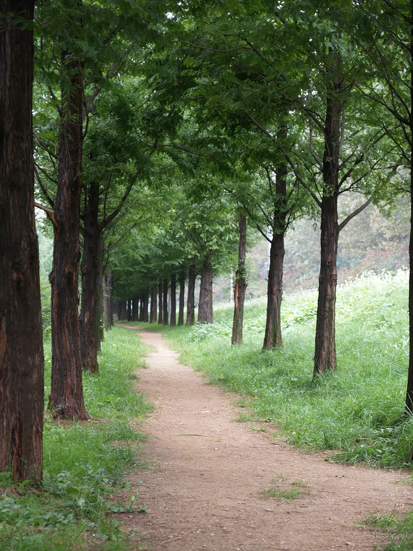 푸른 나무 터널이 반기는 고요한 숲길 산책로 · 2007-10-03