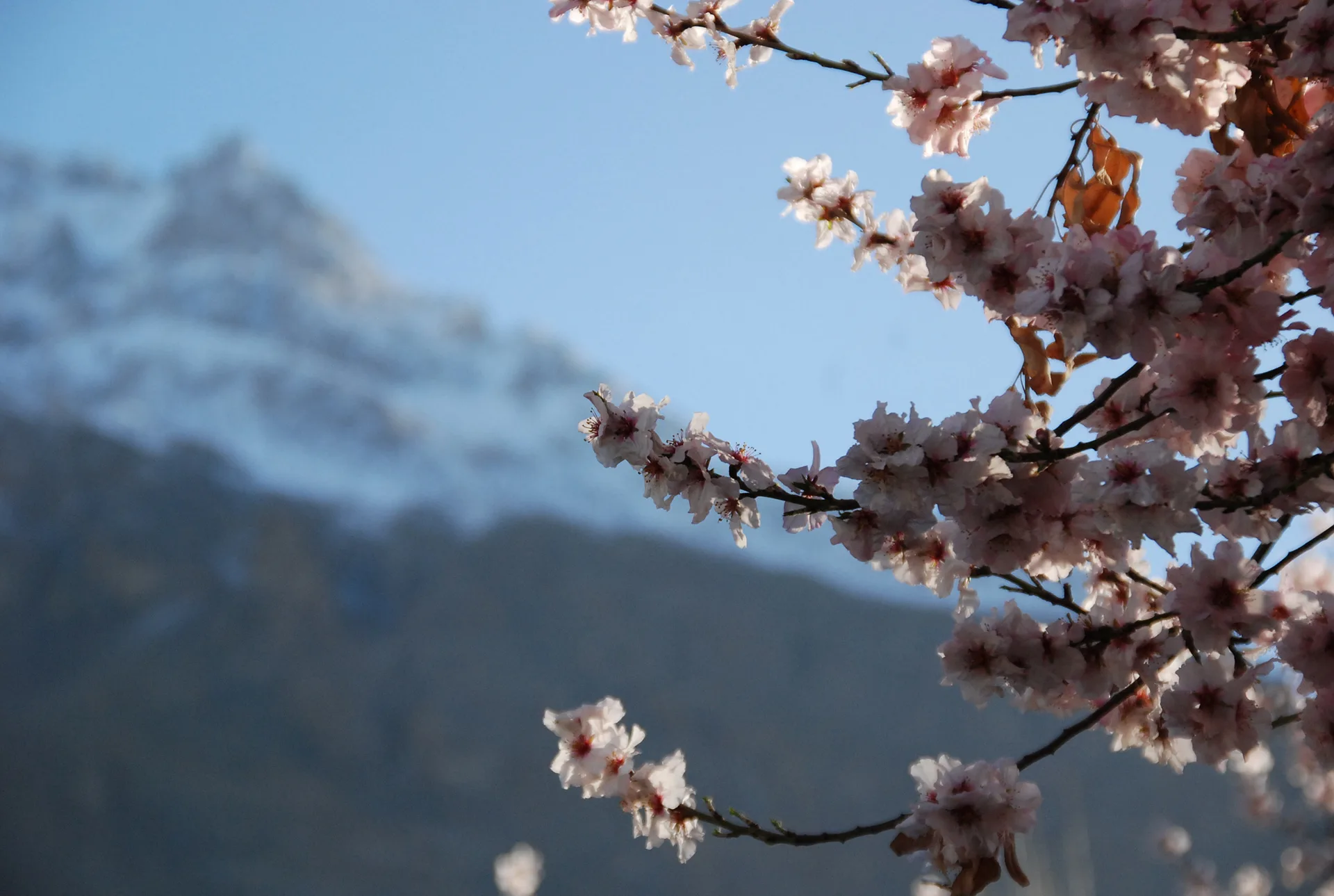 설산을 배경으로 피어난 연분홍 봄꽃의 설렘 · 인도 · 2009-03-31
