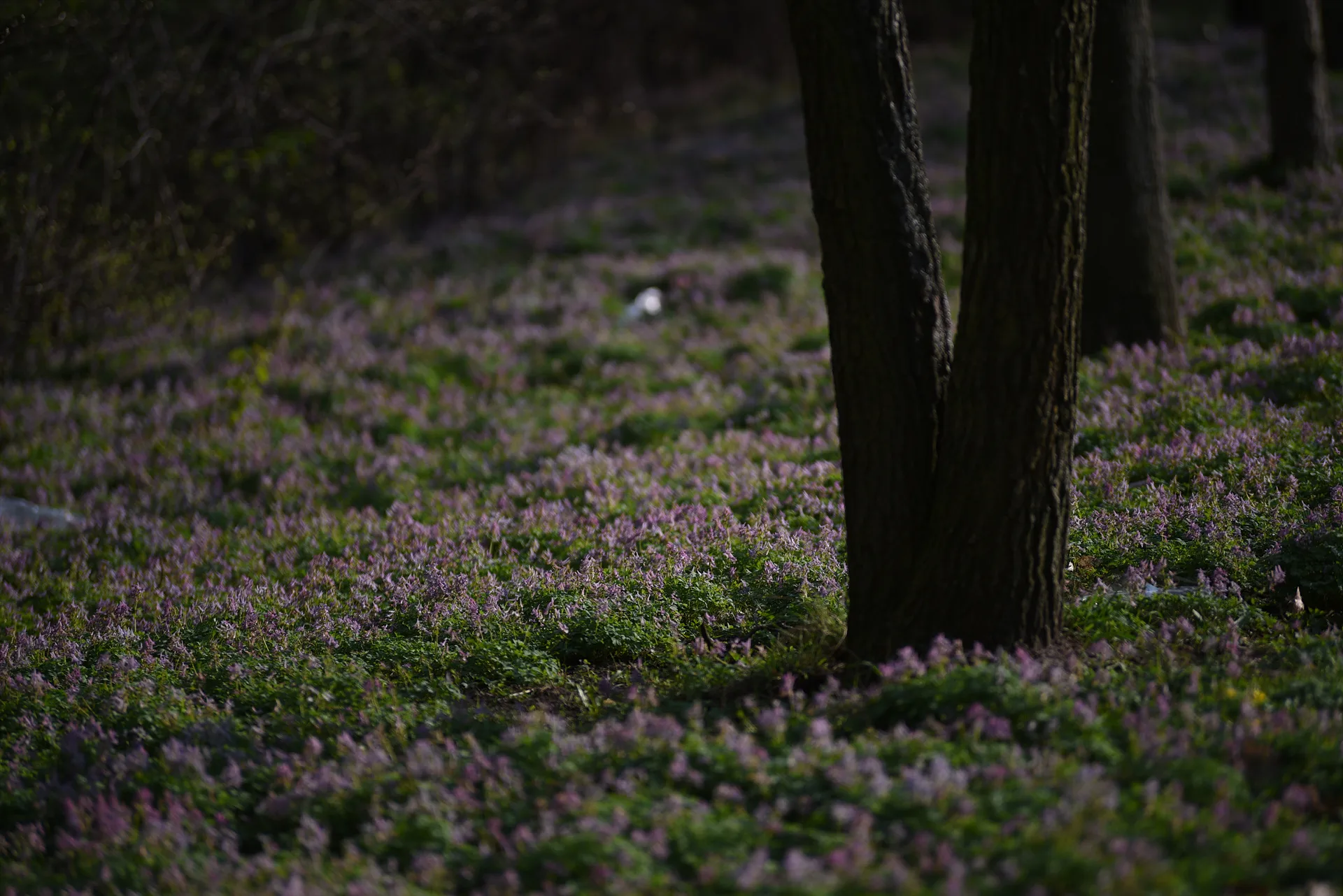 베를린 펜프풀 공원의 보랏빛 봄 풍경 · Fennpfuhl-Park, 베를린, 독일 · 2017-04-02