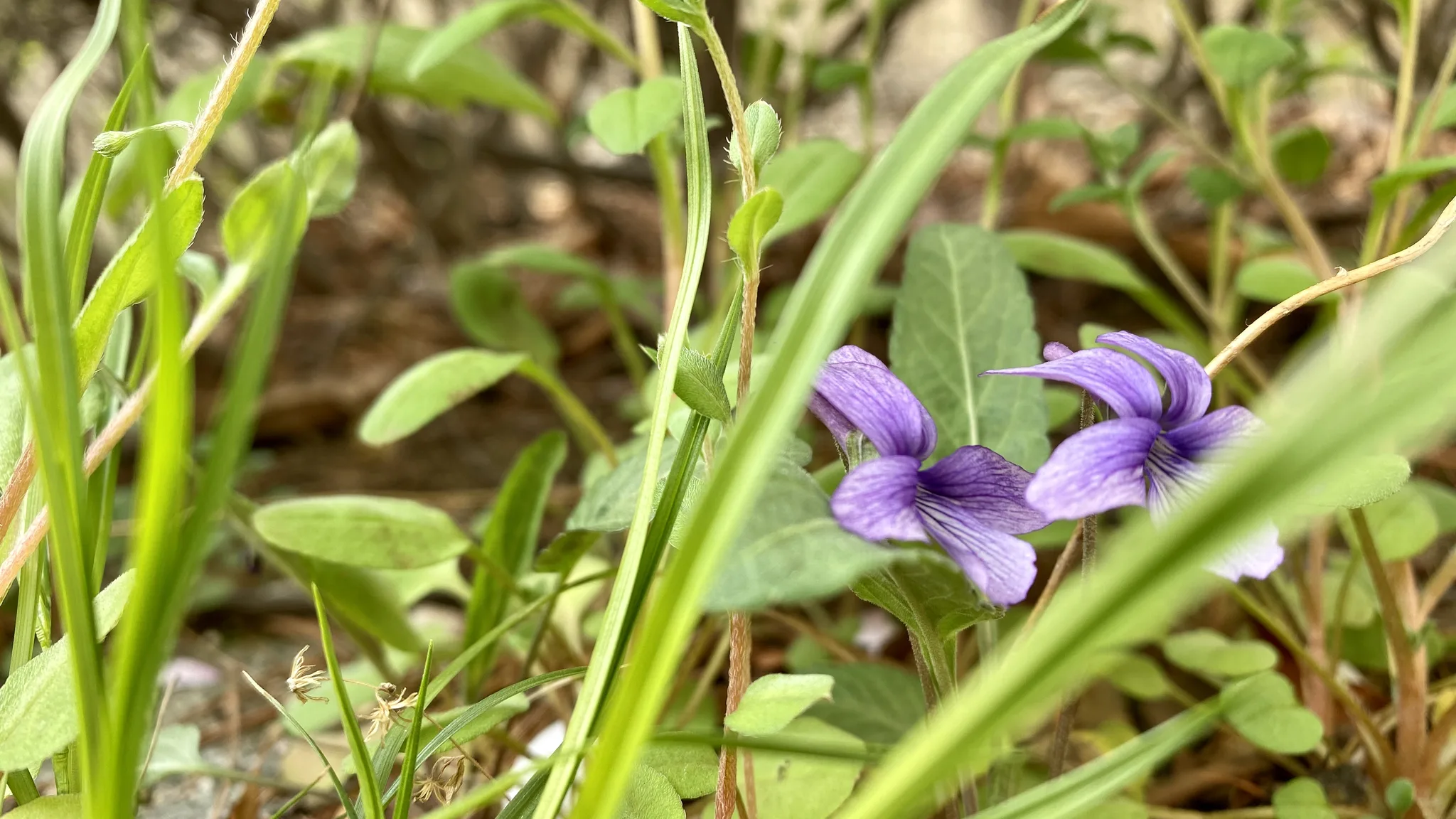 풀숲 사이 수줍게 피어난 보랏빛 봄꽃 · 2020-04-15