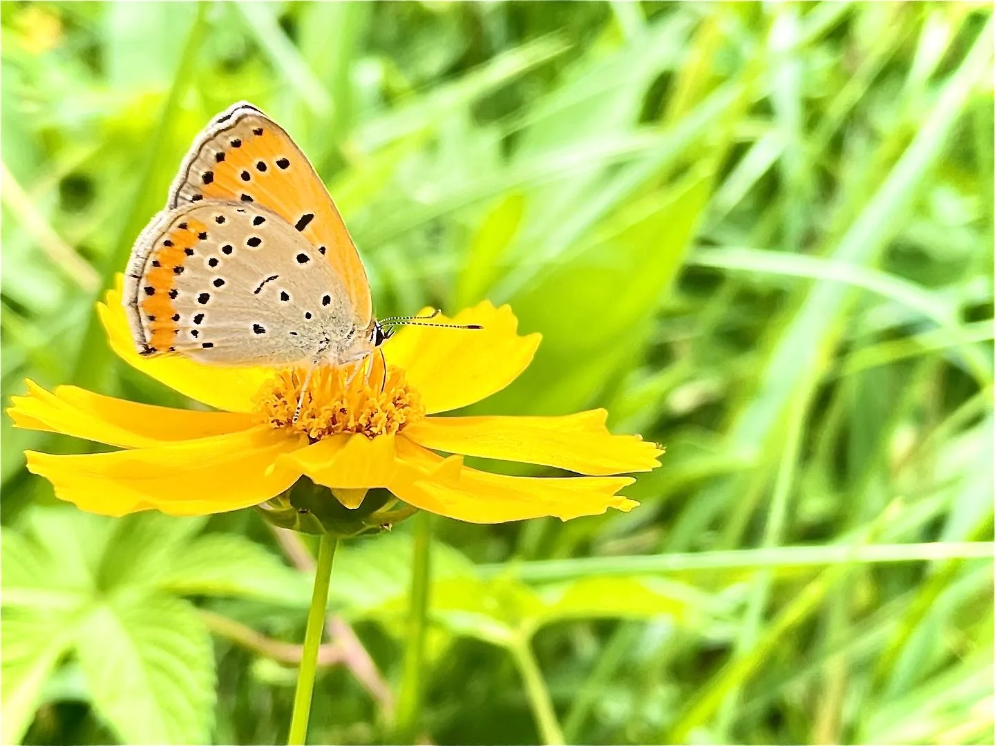 노란 꽃잎 위에 내려앉은 작은 나비의 휴식 · 대우아파트, 용인시, 경기도, 대한민국 · 2022-09-21