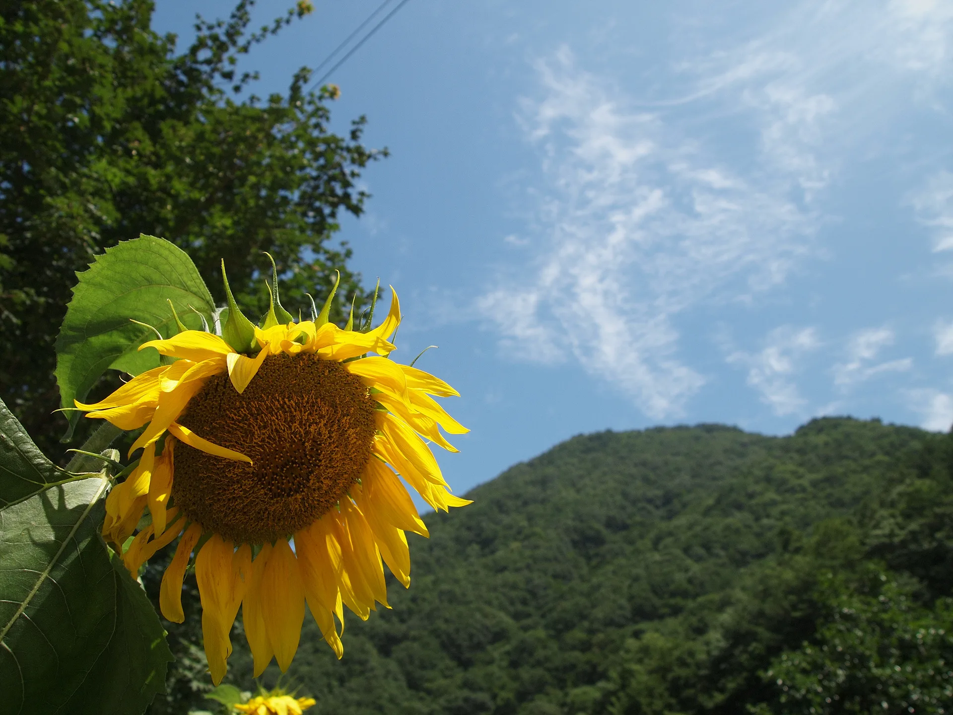 푸른 여름 하늘 아래 활짝 핀 해바라기 · 2009-07-22