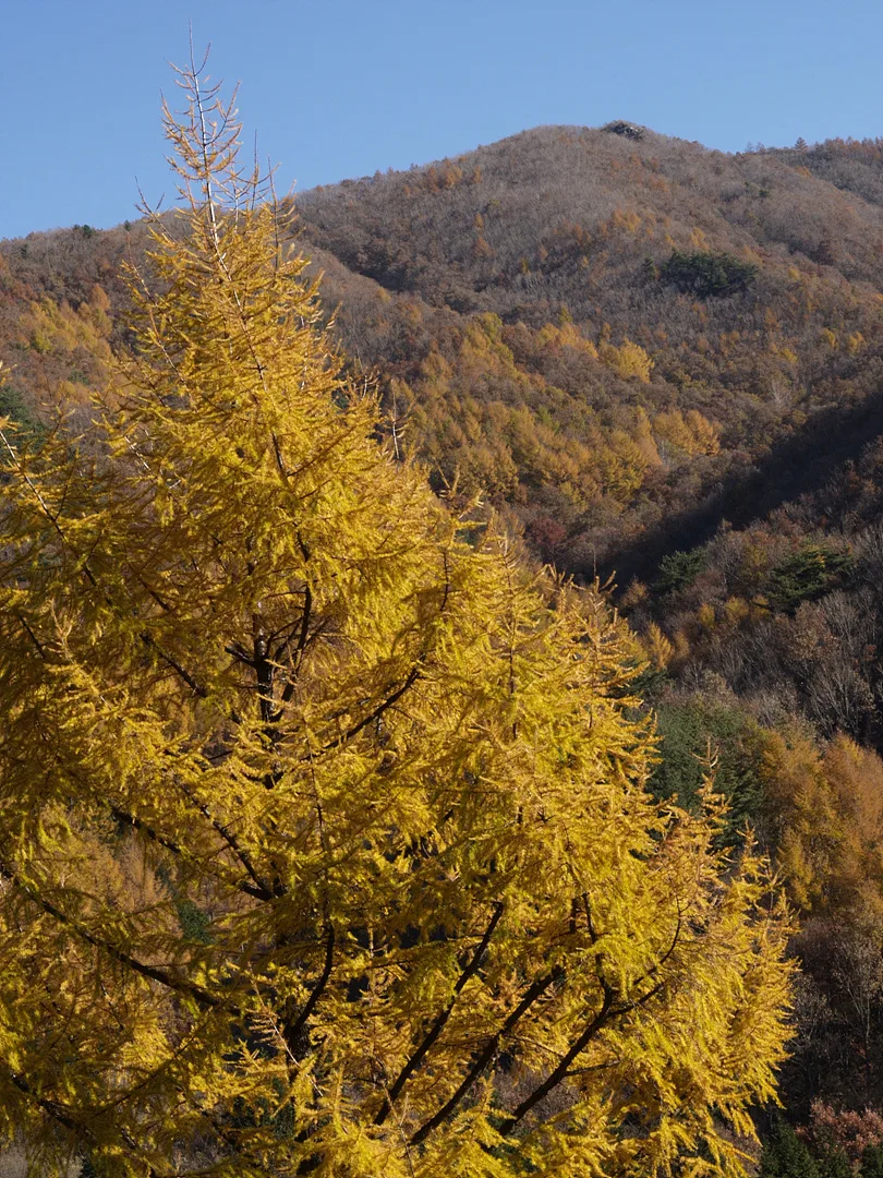 가을빛으로 물든 황금빛 낙엽송과 산 능선 · 2007-11-17