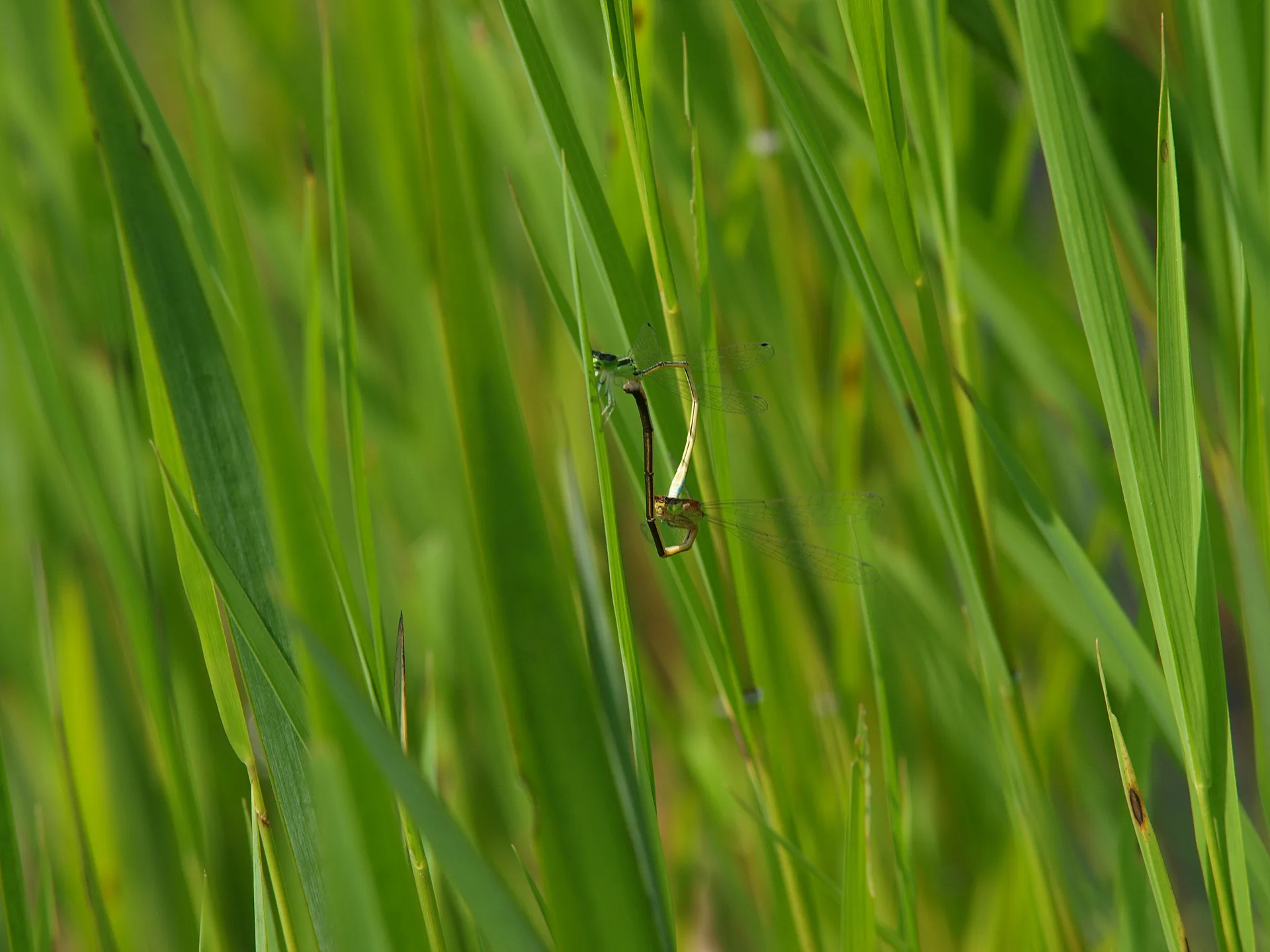 초록빛 논밭 사이 작은 쉼표, 잠자리 · 2009-07-16