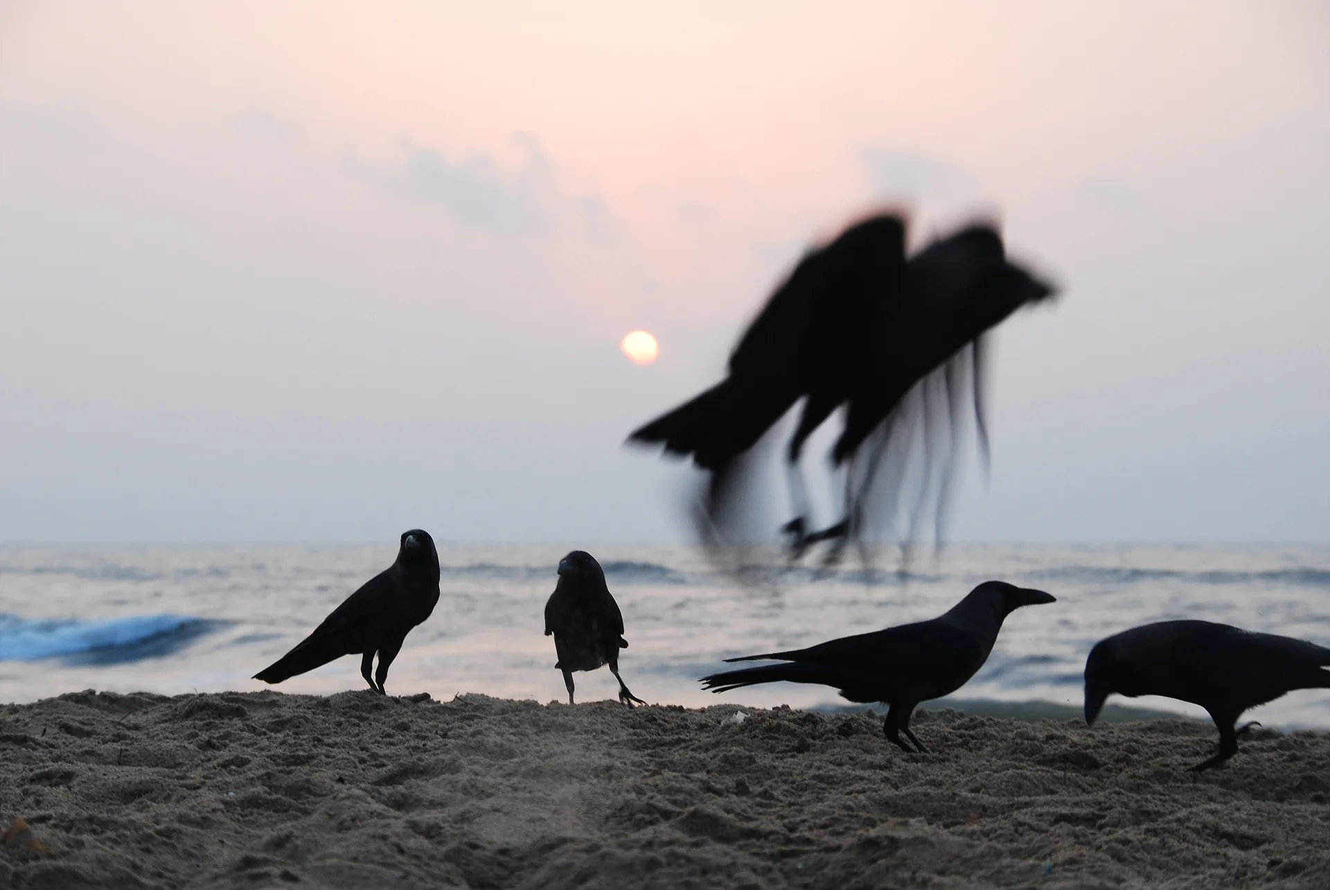 해질녘 바닷가 모래사장에 모인 까마귀들 · Mahabalipuram, 타밀나두, 인도 · 2009-04-24