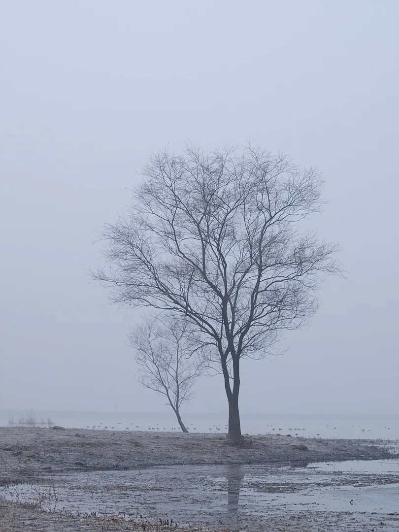 안개 자욱한 겨울날, 고요하게 서 있는 나무 · 2009-02-07