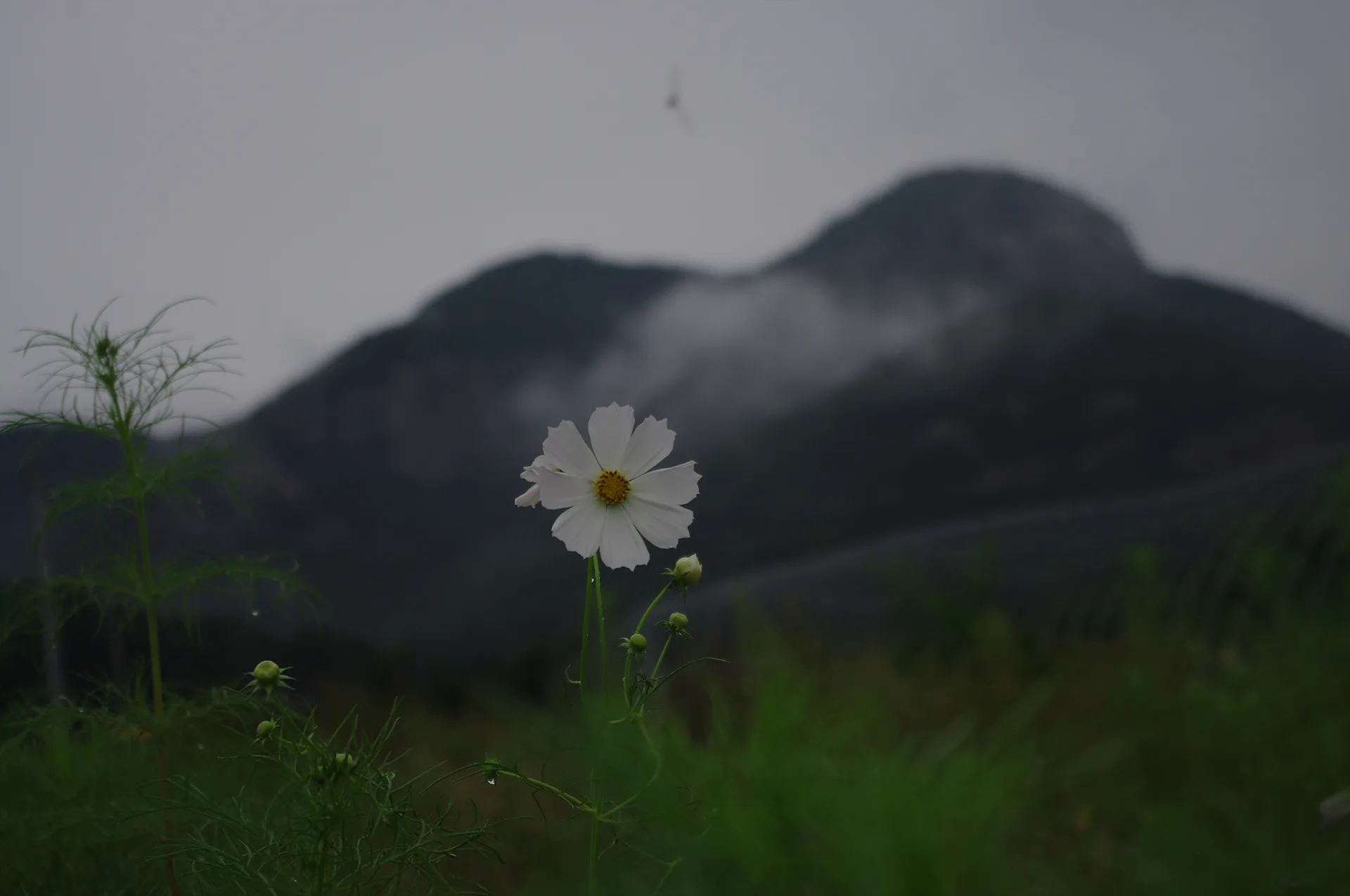 안개 낀 산자락 아래 피어난 순백의 코스모스 · 2011-09-11