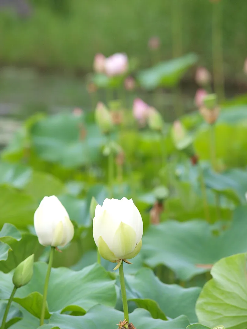 여름 정원의 순백색 연꽃 봉오리 · 2009-07-08