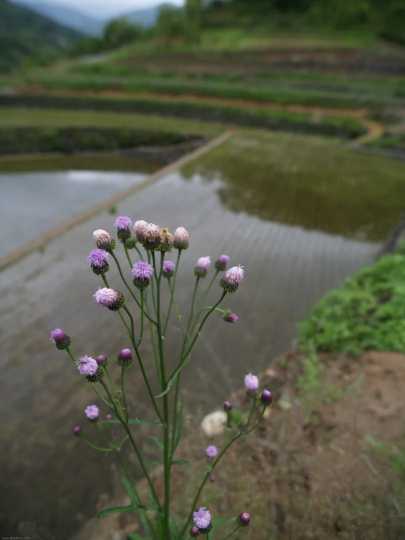 초여름 논둑가에 핀 보랏빛 야생화의 서정 · 2009-05-17