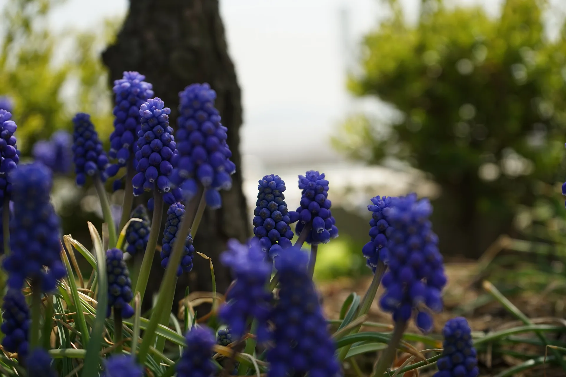 봄의 전령사, 보랏빛 무스카리 꽃의 속삭임 · 인천광역시, 대한민국 · 2015-04-18