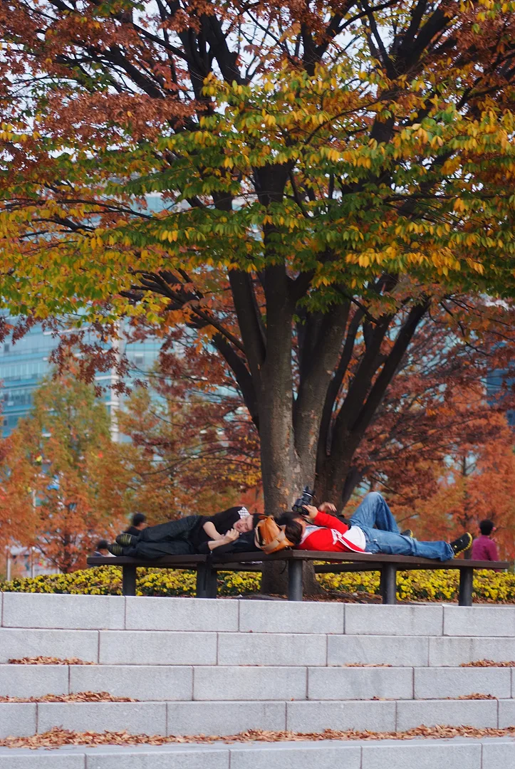 가을빛 물든 나무 아래의 평온한 휴식 · 2011-11-05