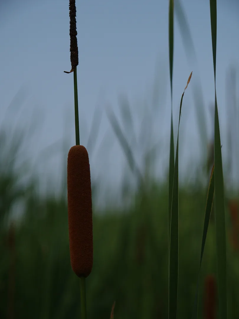 푸른 하늘 아래 고요하게 솟은 갈대꽃 · 2007-07-08