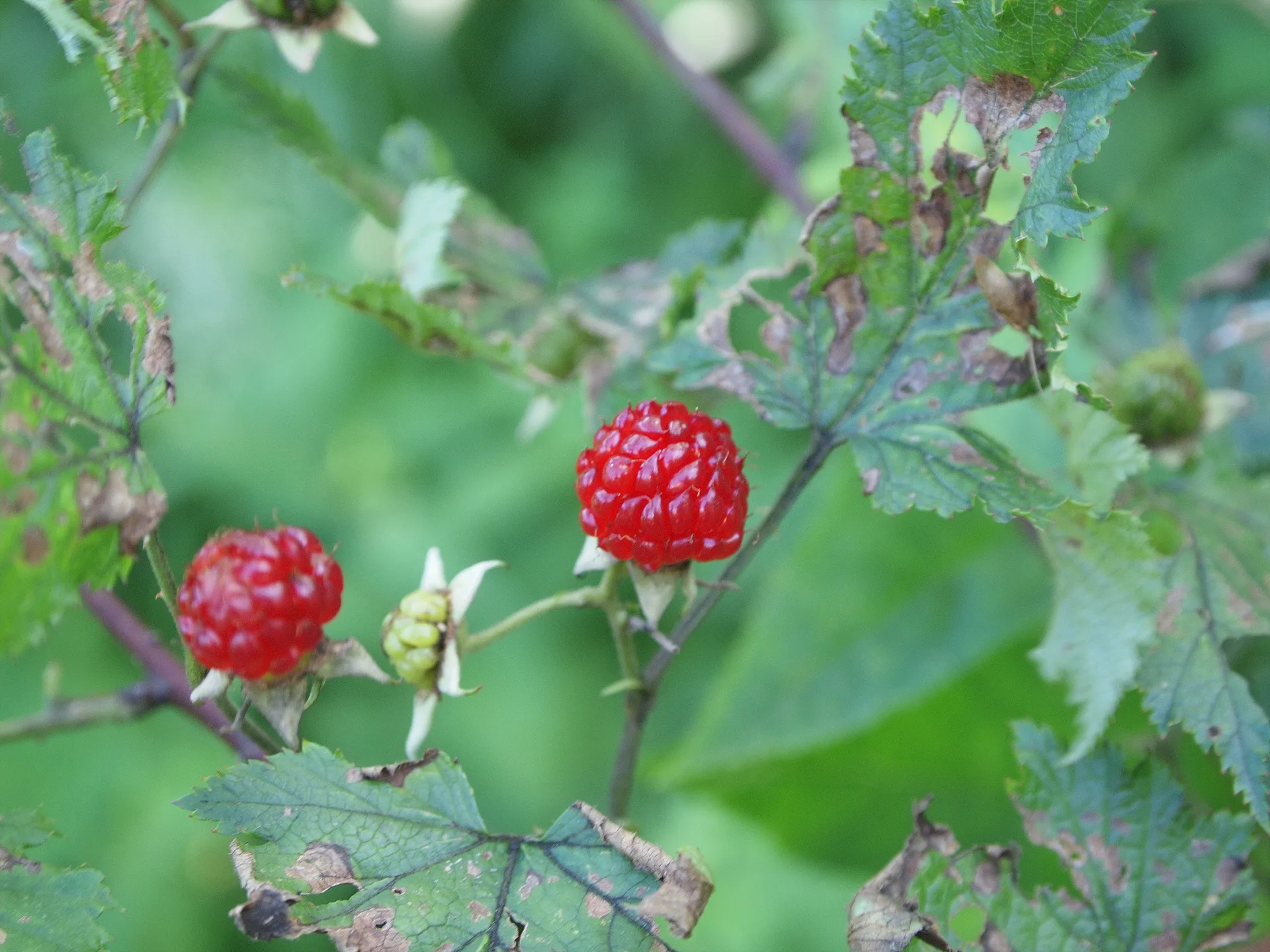 여름 햇살 아래 붉게 익은 산딸기 · 2009-07-22