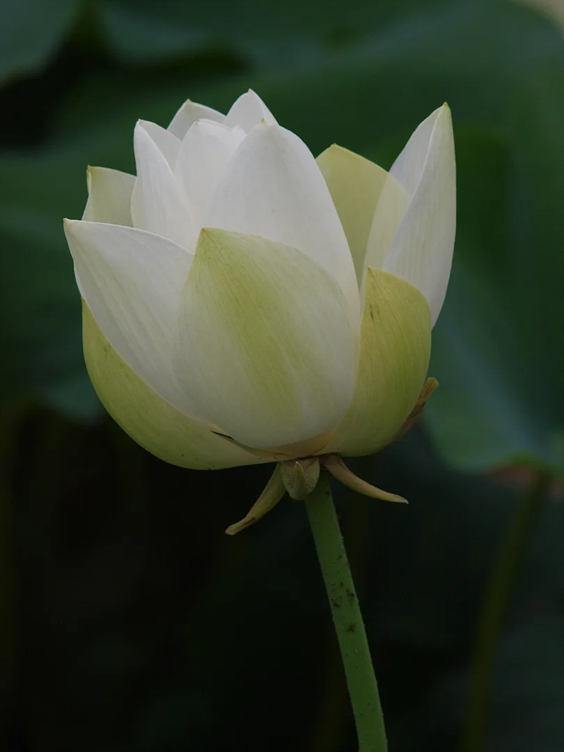 순백의 우아함, 활짝 피어나는 하얀 연꽃 · 2009-07-08